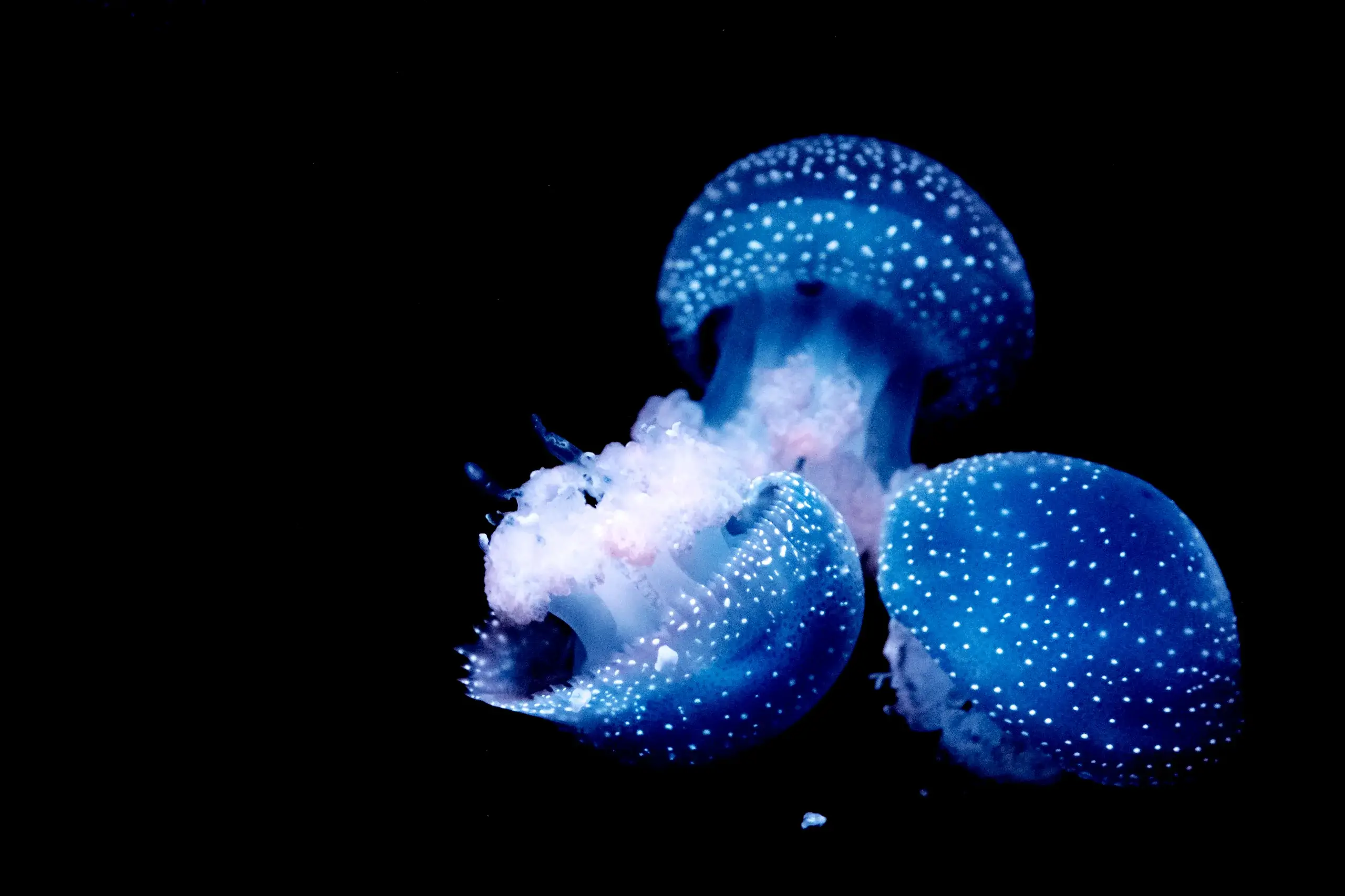 Bioluminescence Night Swim