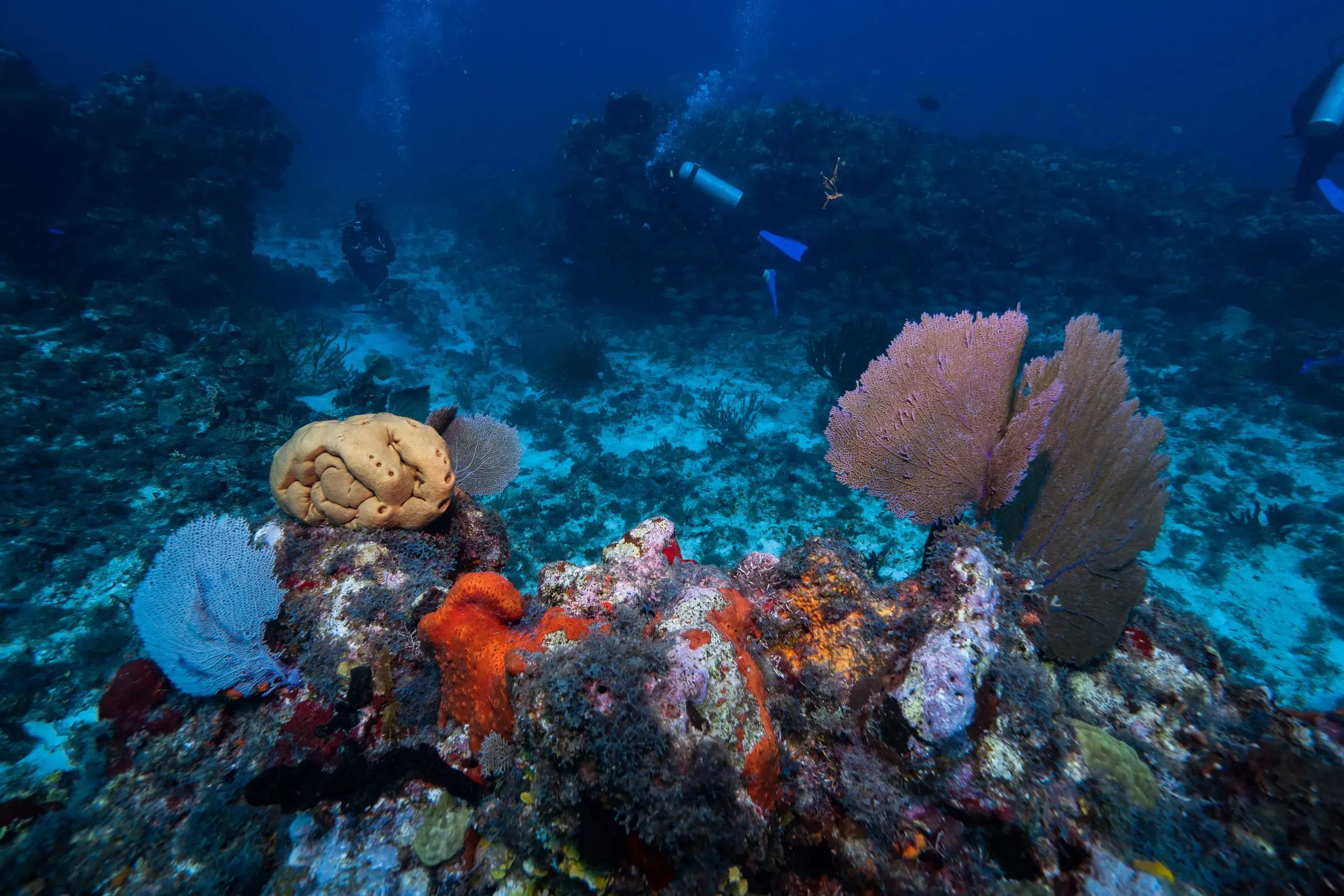 MUSA Underwater Museum Snorkel