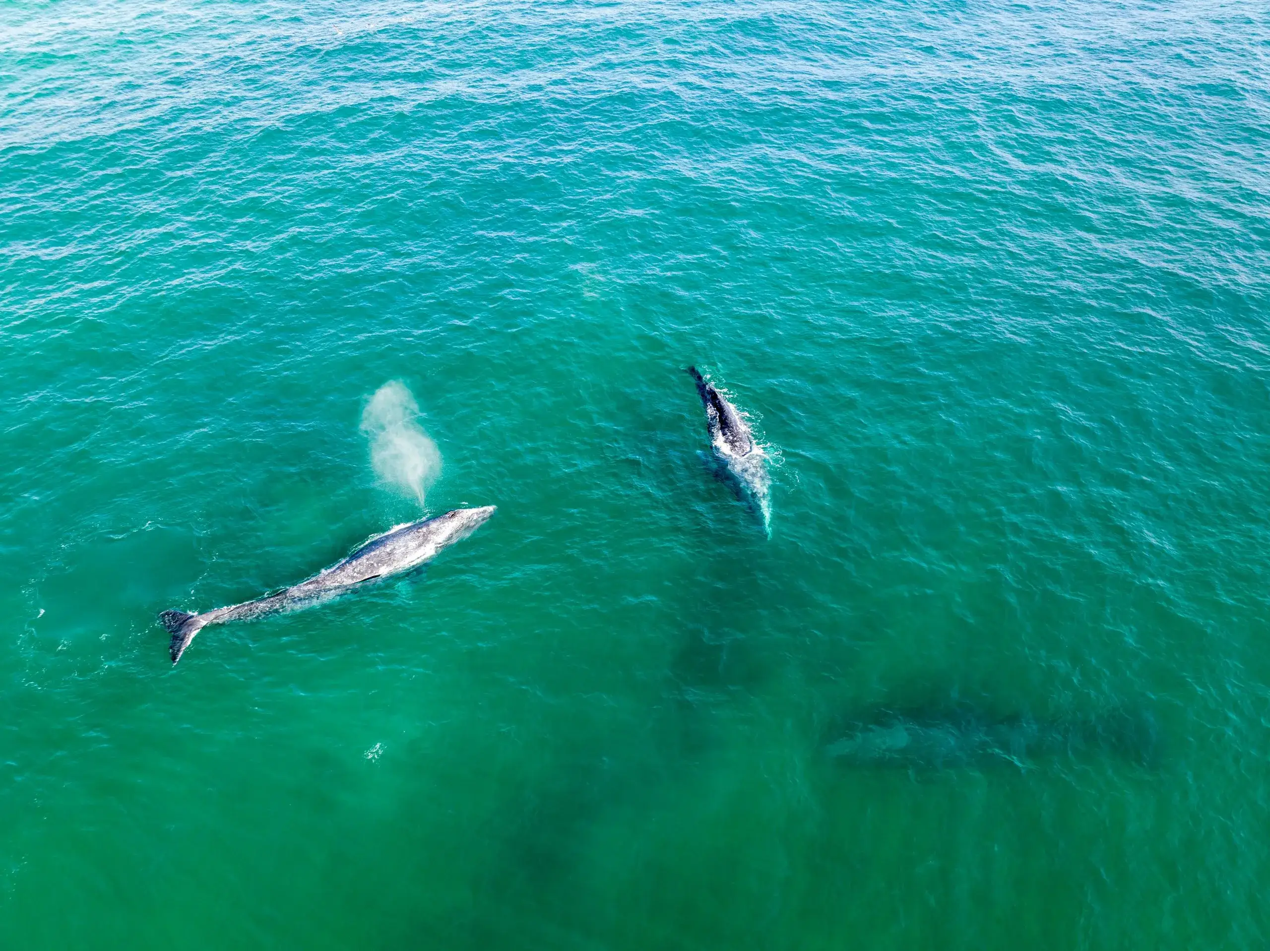 Magdalena Bay Grey-Whale Watching