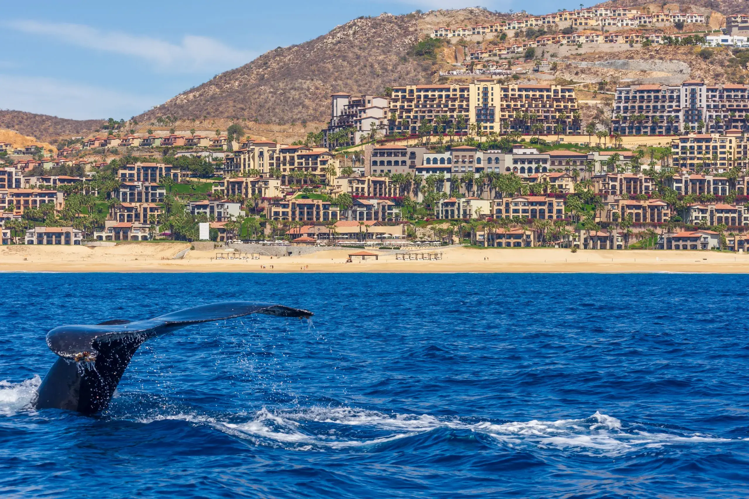 Whale Watching