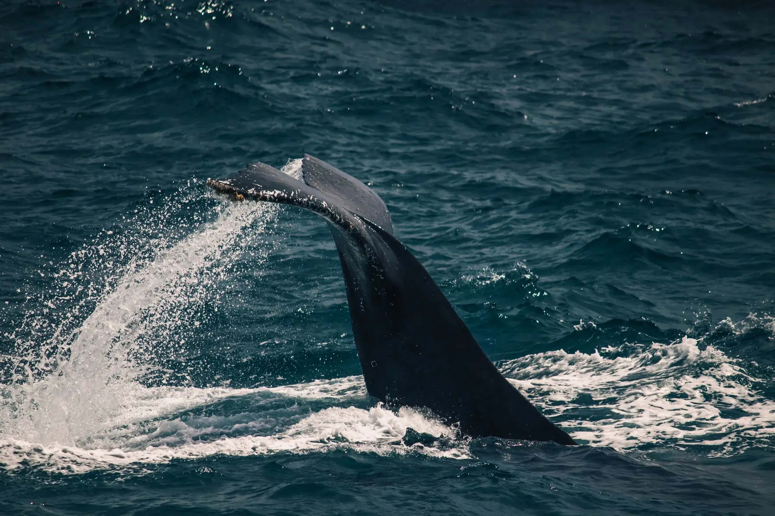 Whale Watching Safari