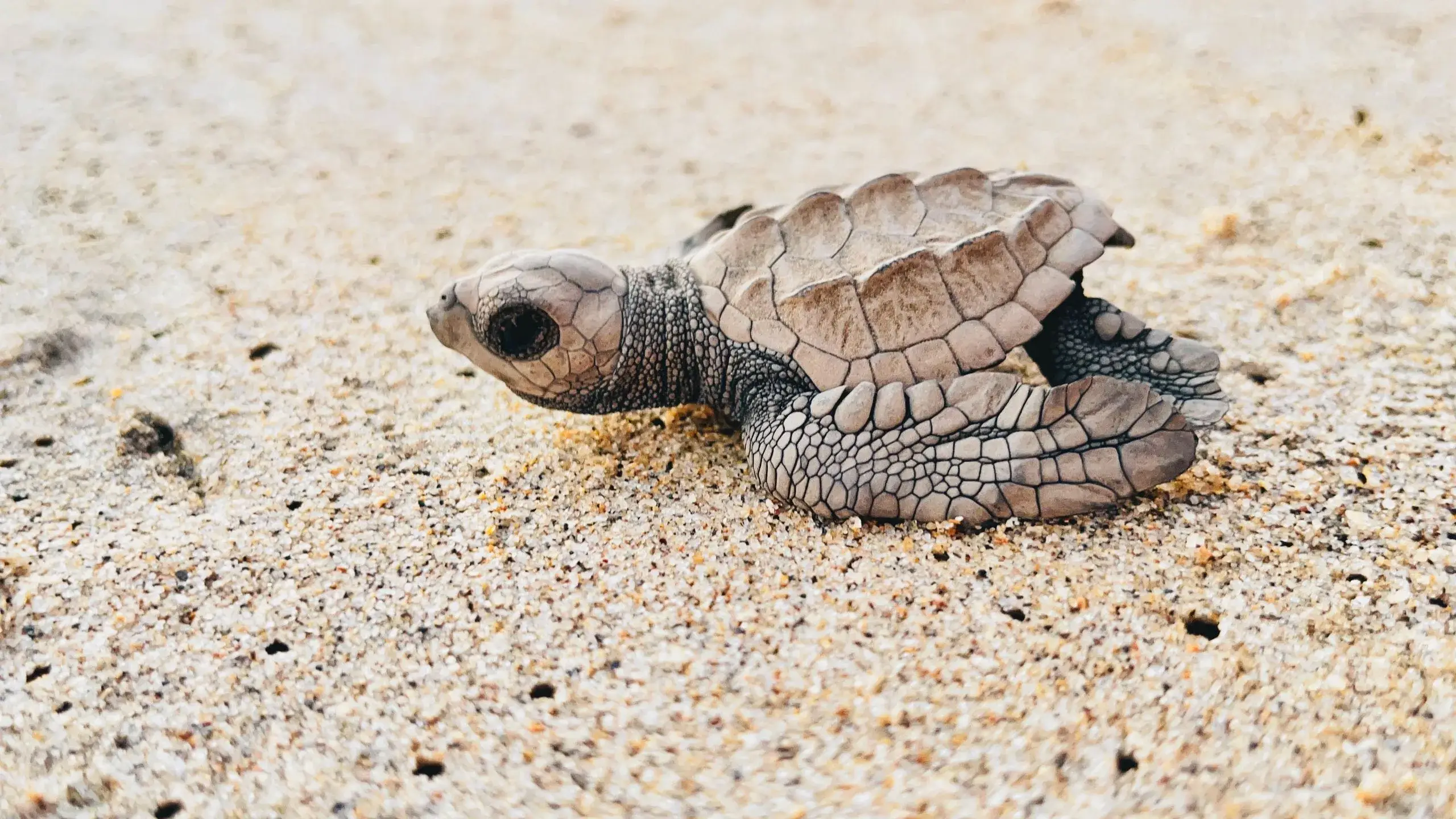 Cuyutlán Turtle Sanctuary & Green Wave