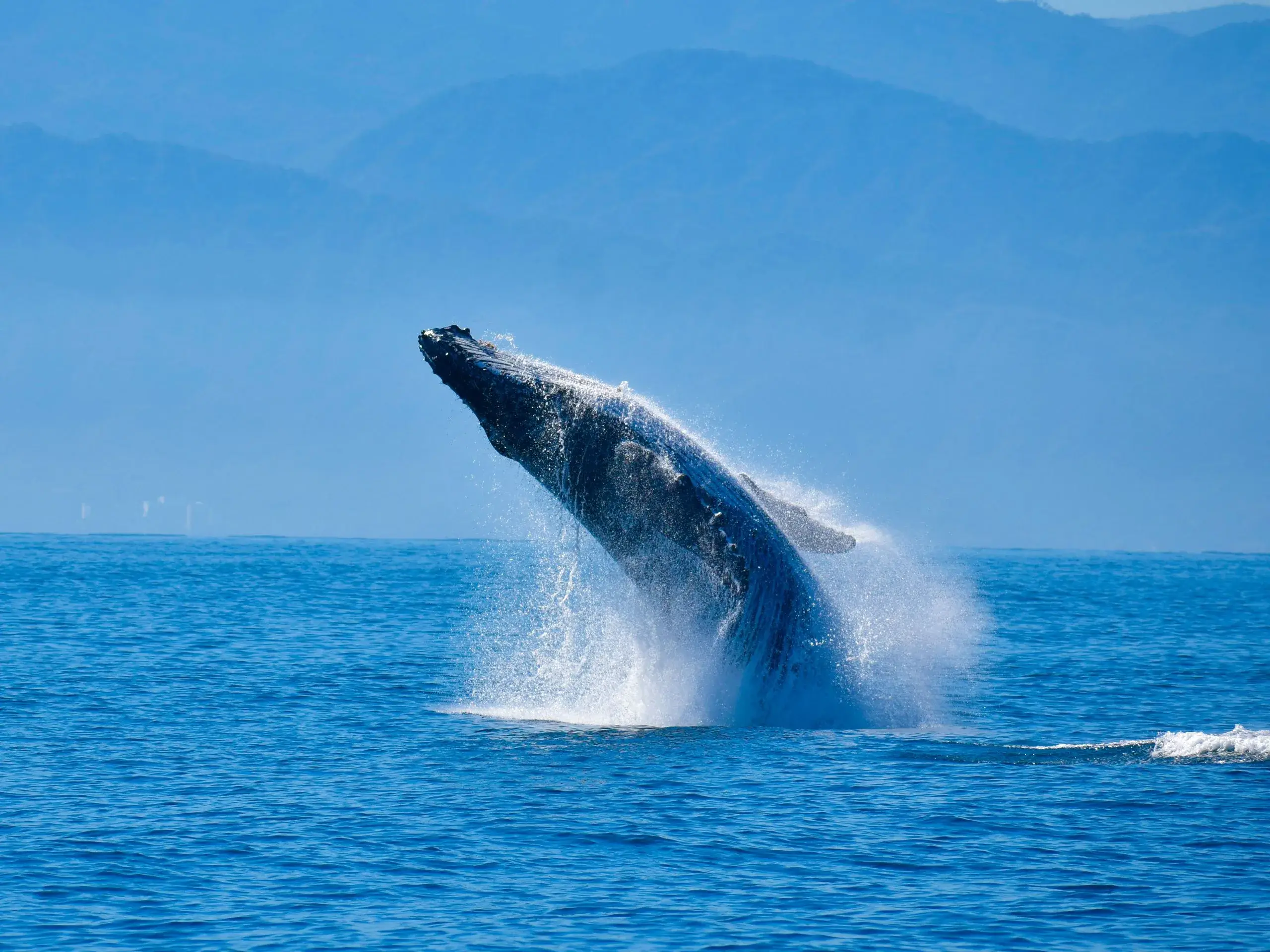 Observation des baleines