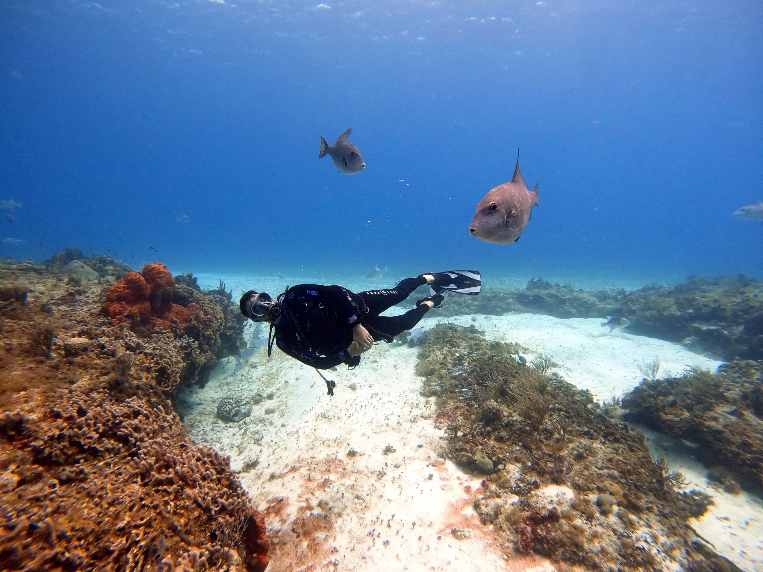 Plongée en apnée et plongée sous-marine au récif de Cozumel