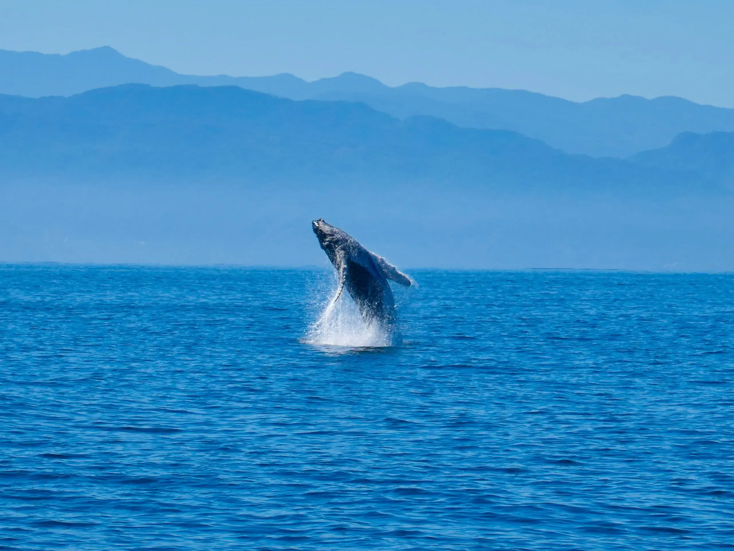 Observation des baleines dans la baie de Banderas