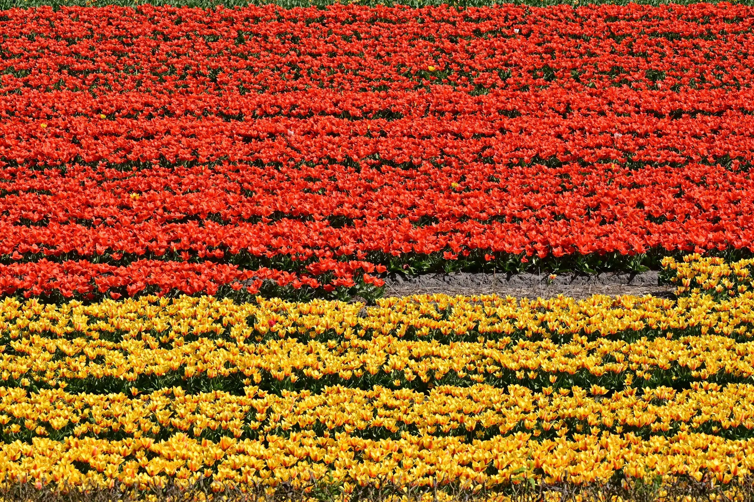 Keukenhof et champs de tulipes