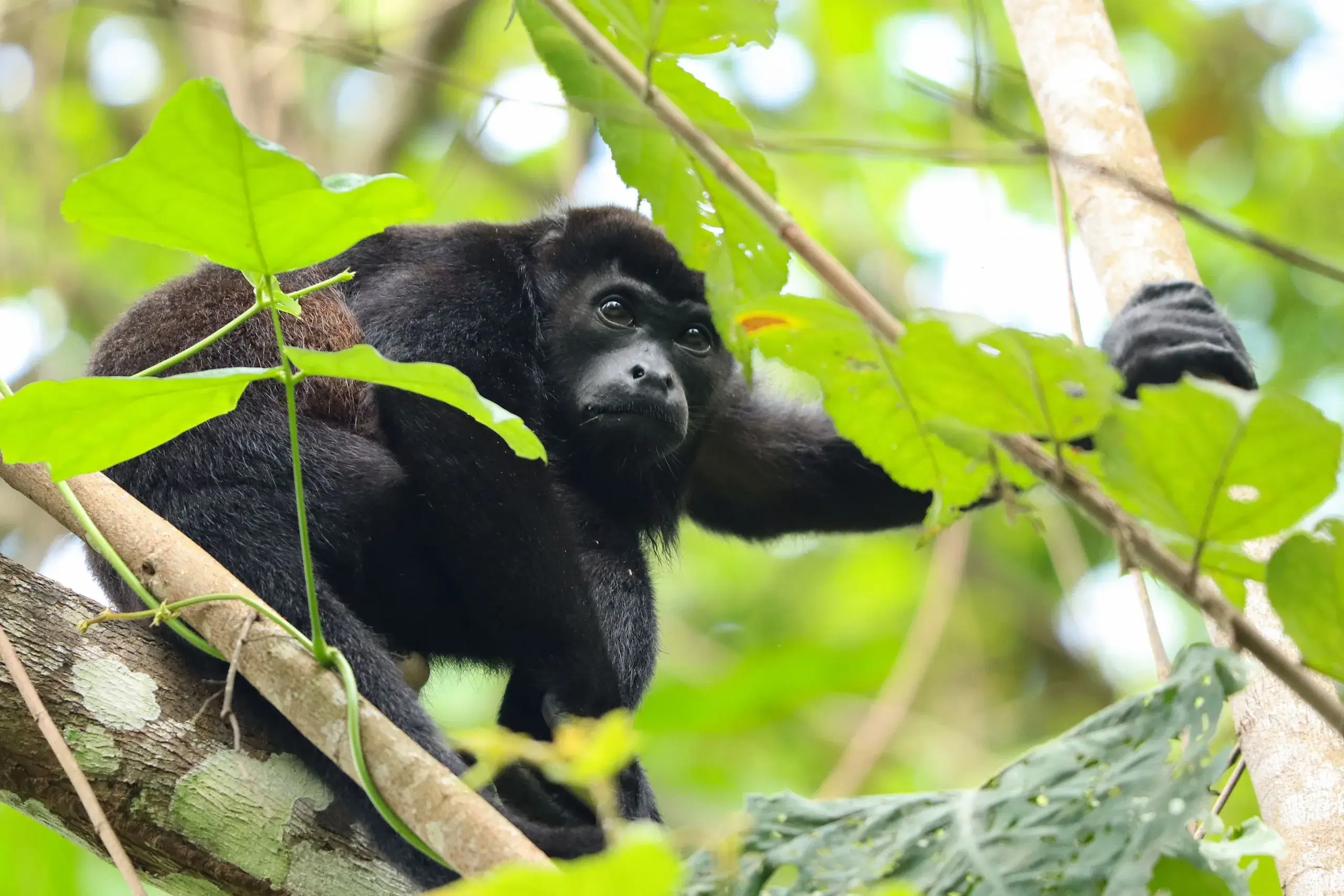 Gamboa Rainforest & Monkey Islands