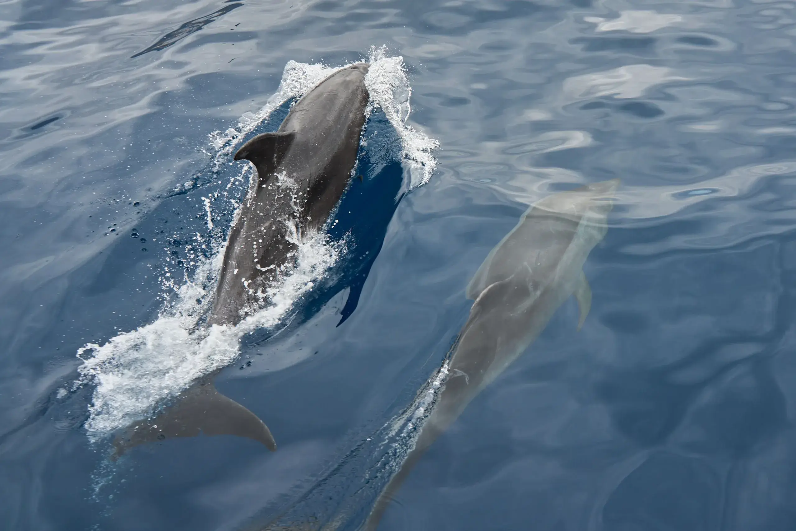 Whale & Dolphin Watching
