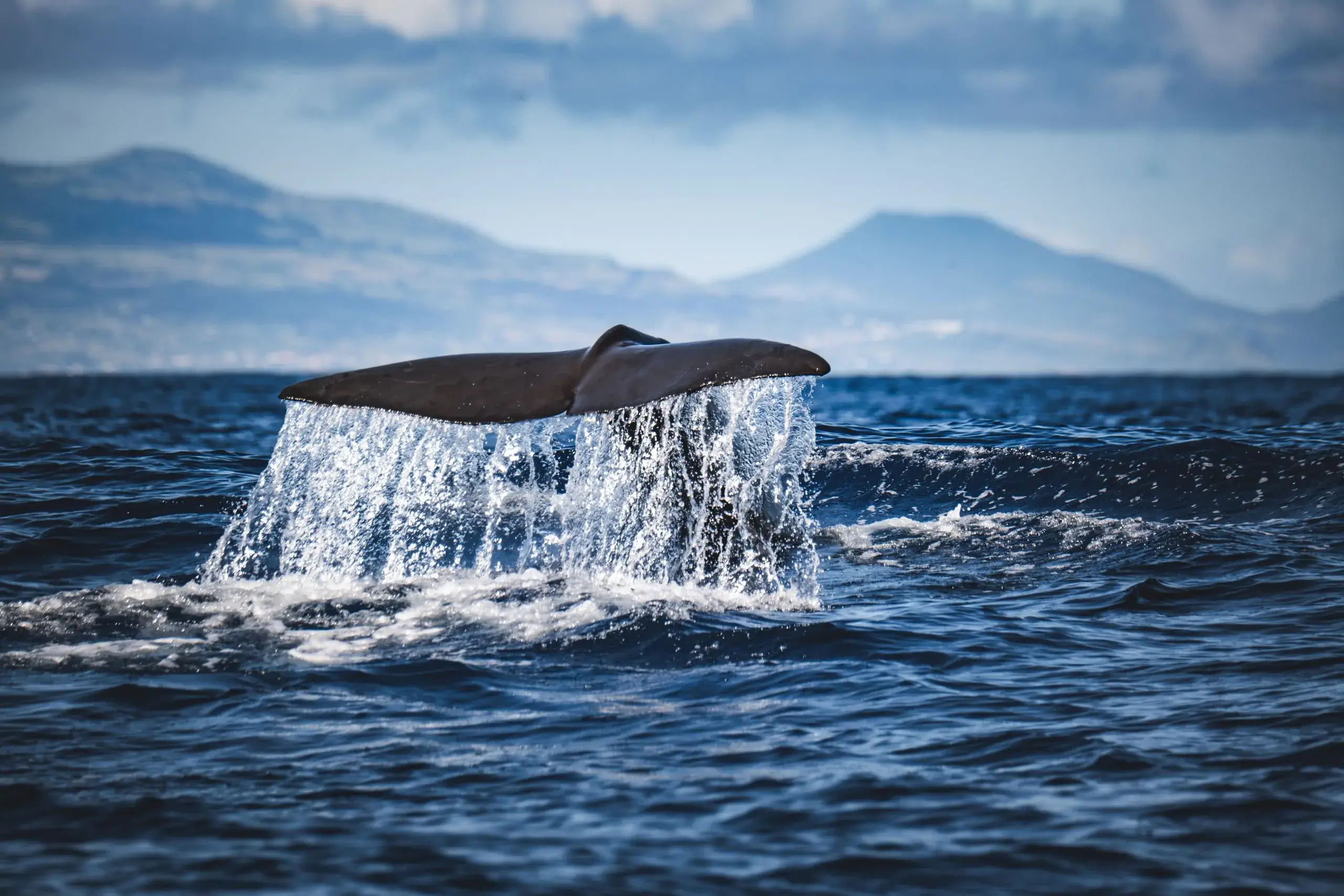 Whale Watching from the Marina