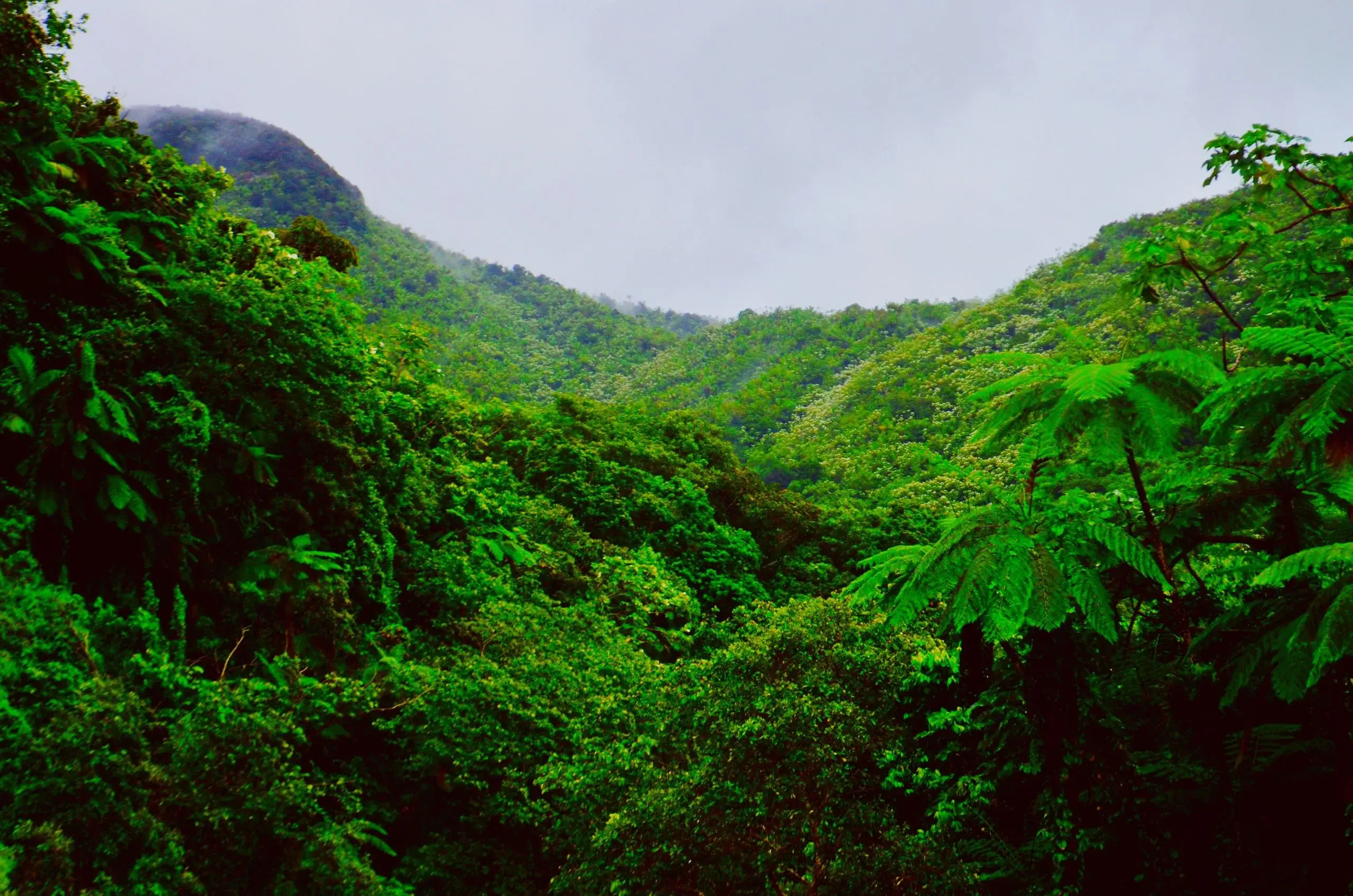 El Yunque Rainforest