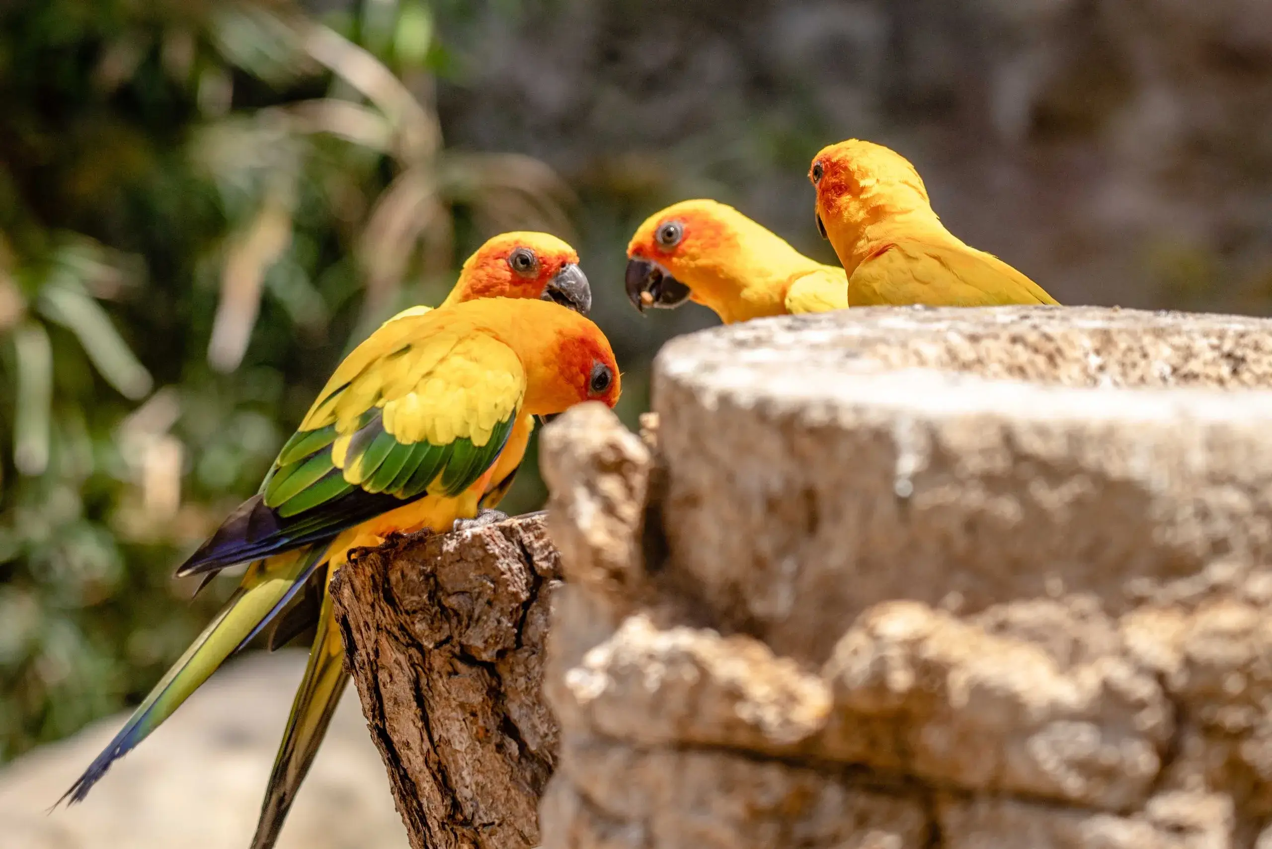 Jardín Botánico & Loro Parque