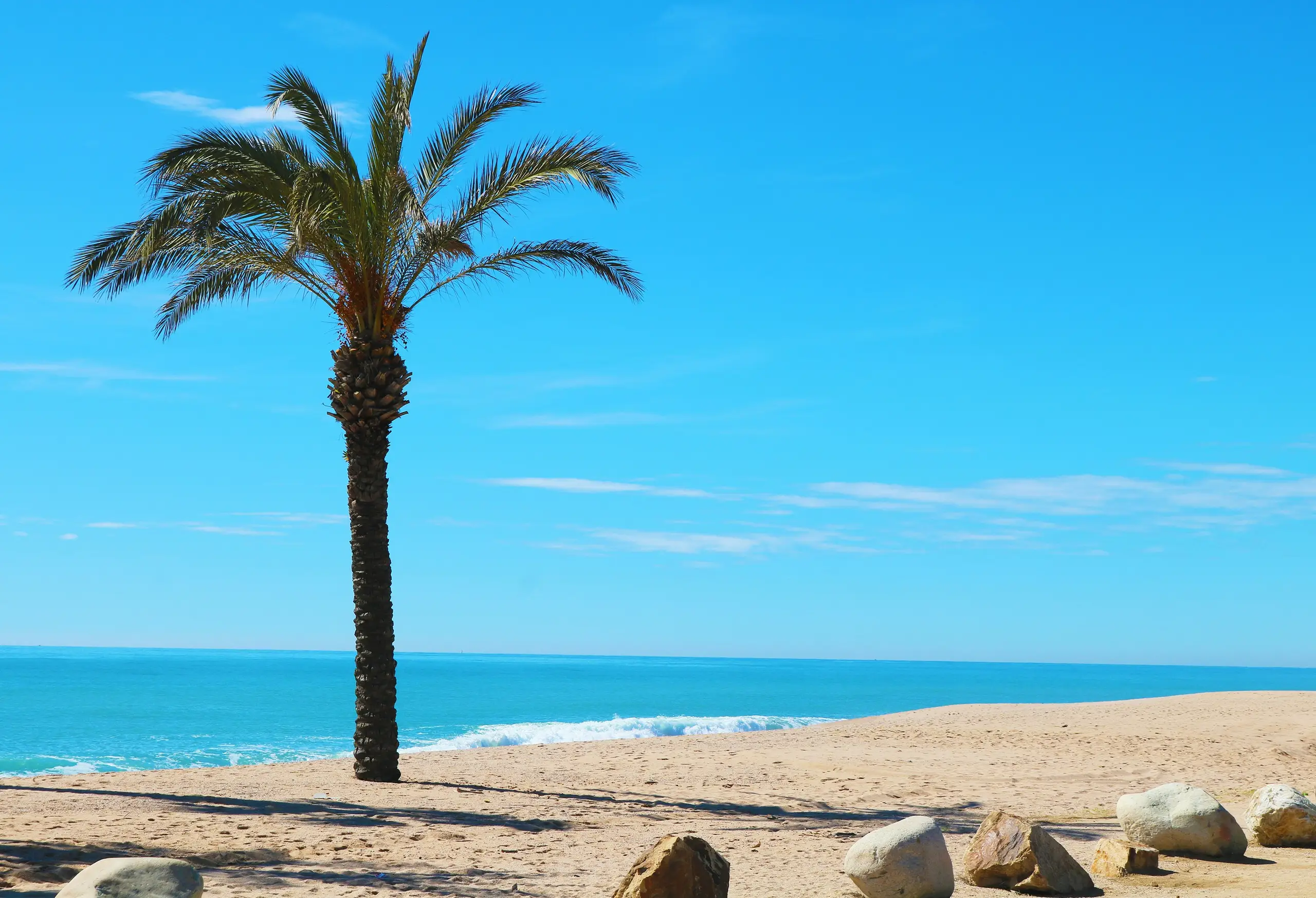 A single palm on a sandy beach beside the turquoise Mediterranean, Santa Susanna, Spain
