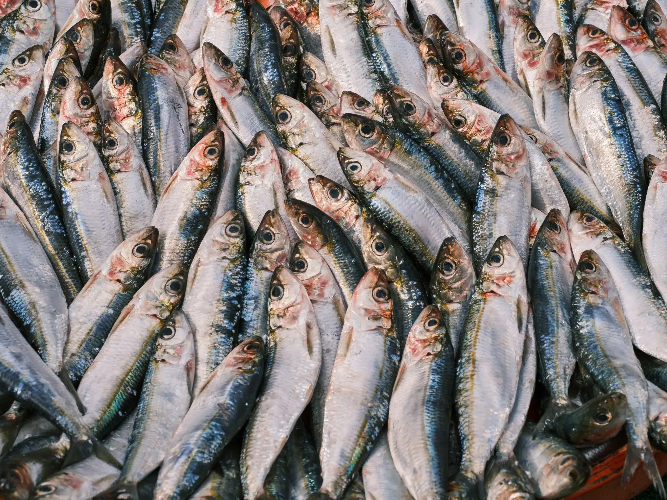 La Carihuela & the Espeto de Sardinas