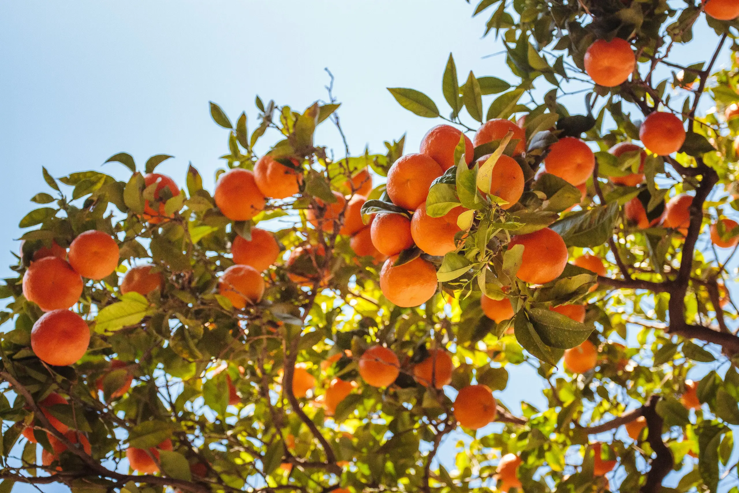 Ripe oranges on a sunlit citrus tree against a blue sky, Valencia, Spain