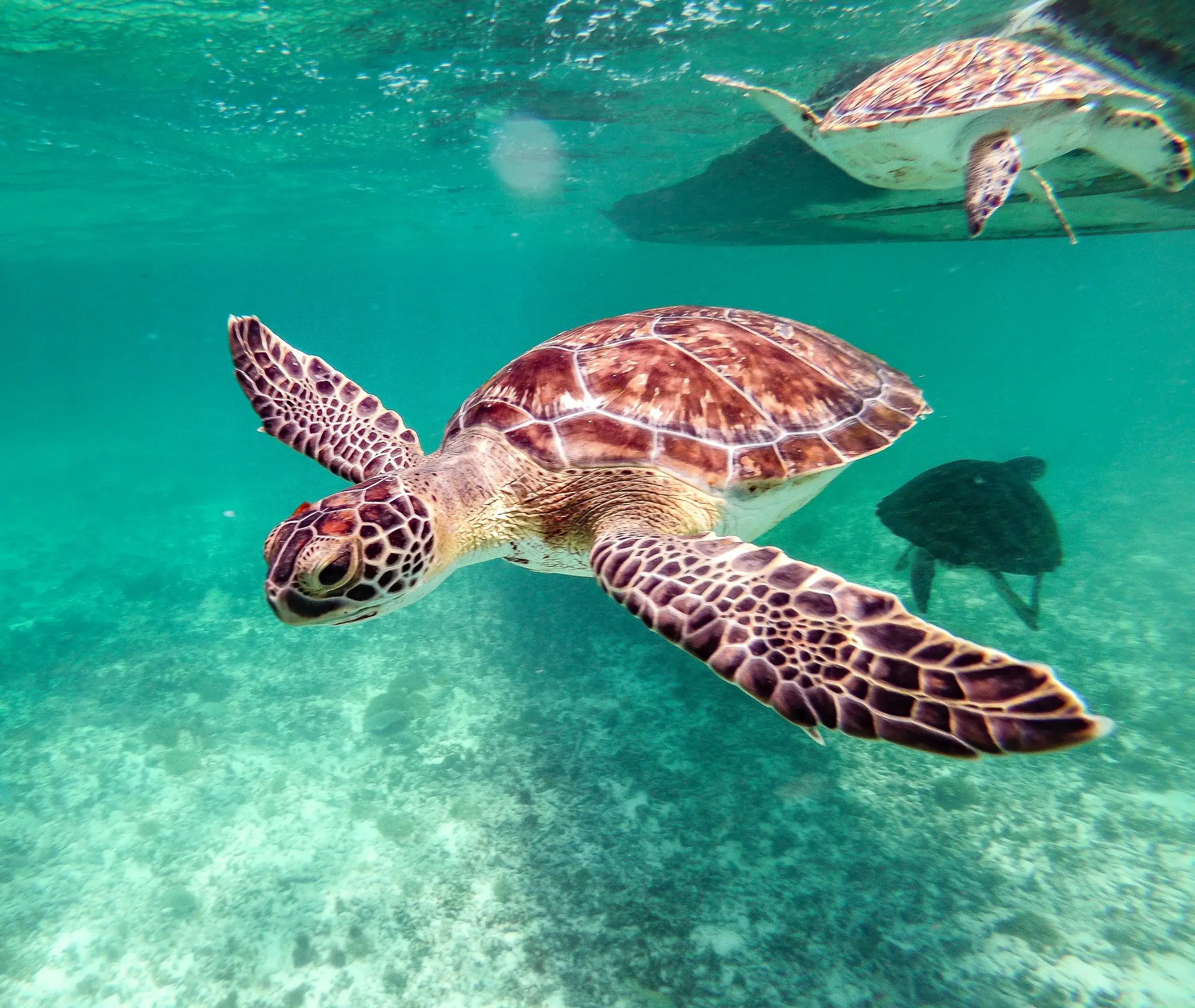 Tobago Cays Catamaran & Turtle Snorkel