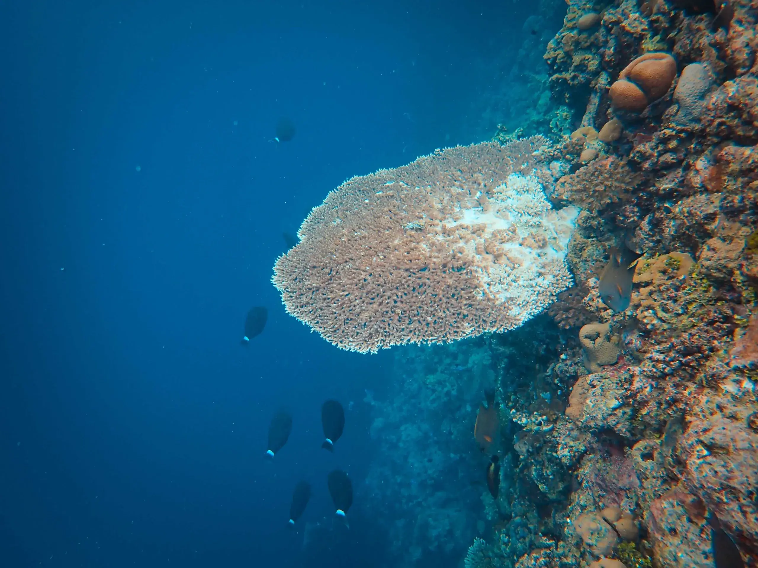 Admiralty Bay Reef Snorkel & Dive
