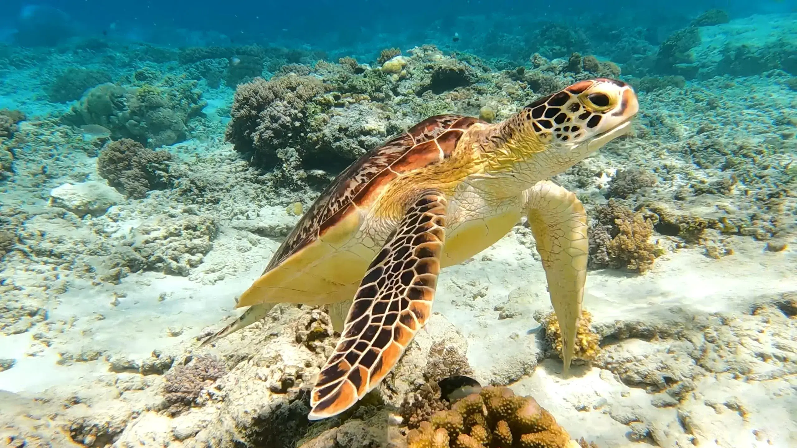 Old Hegg Turtle Sanctuary & Island Tour