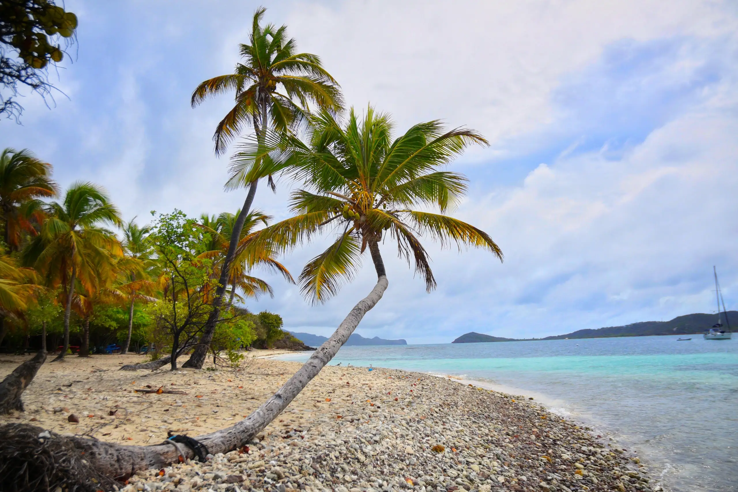 Leaning coconut palms over a quiet beach with turquoise water and offshore islets, St Vincent and the Grenadines