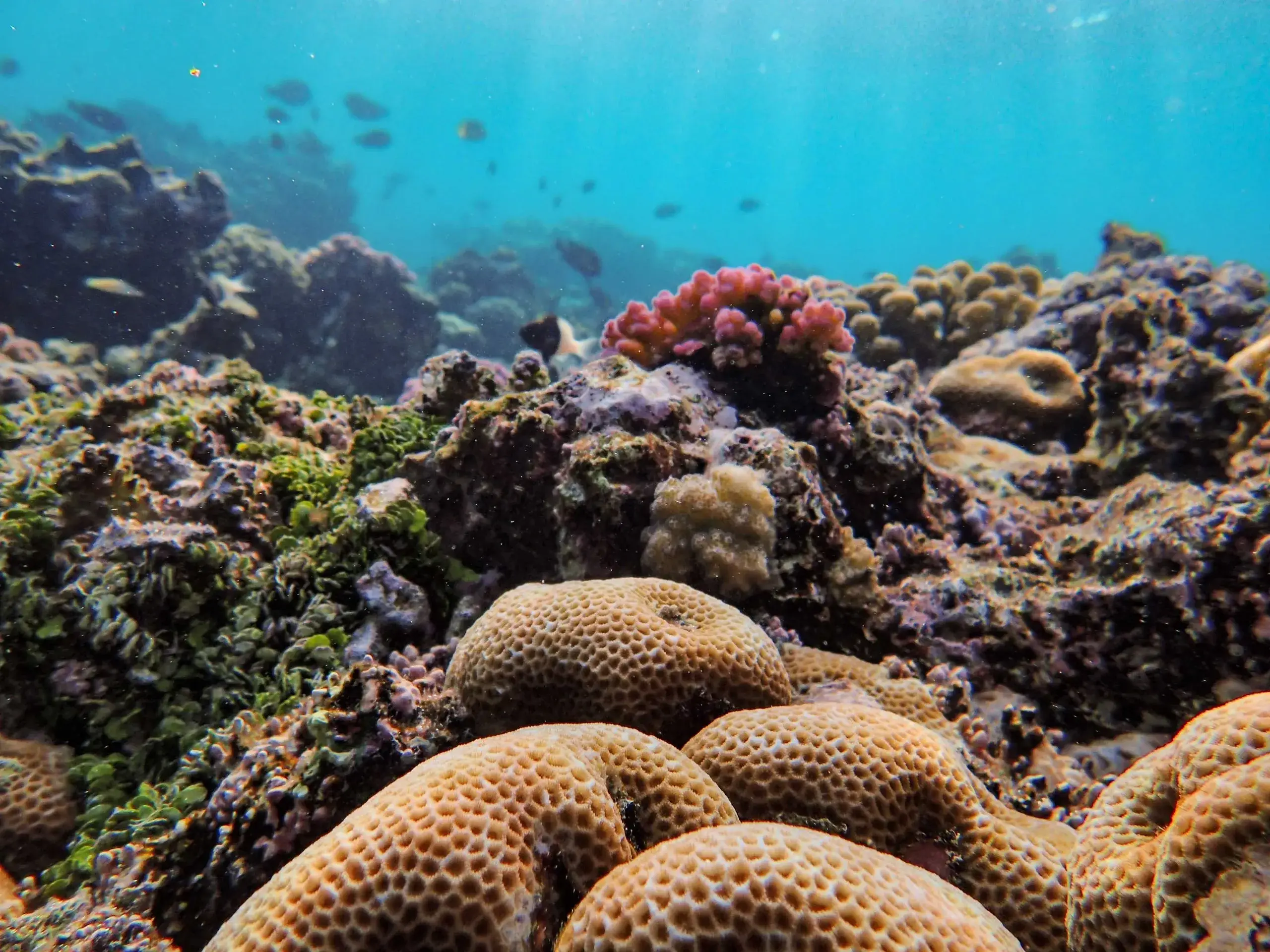 Snorkel Bight Reef & Coral Gardens