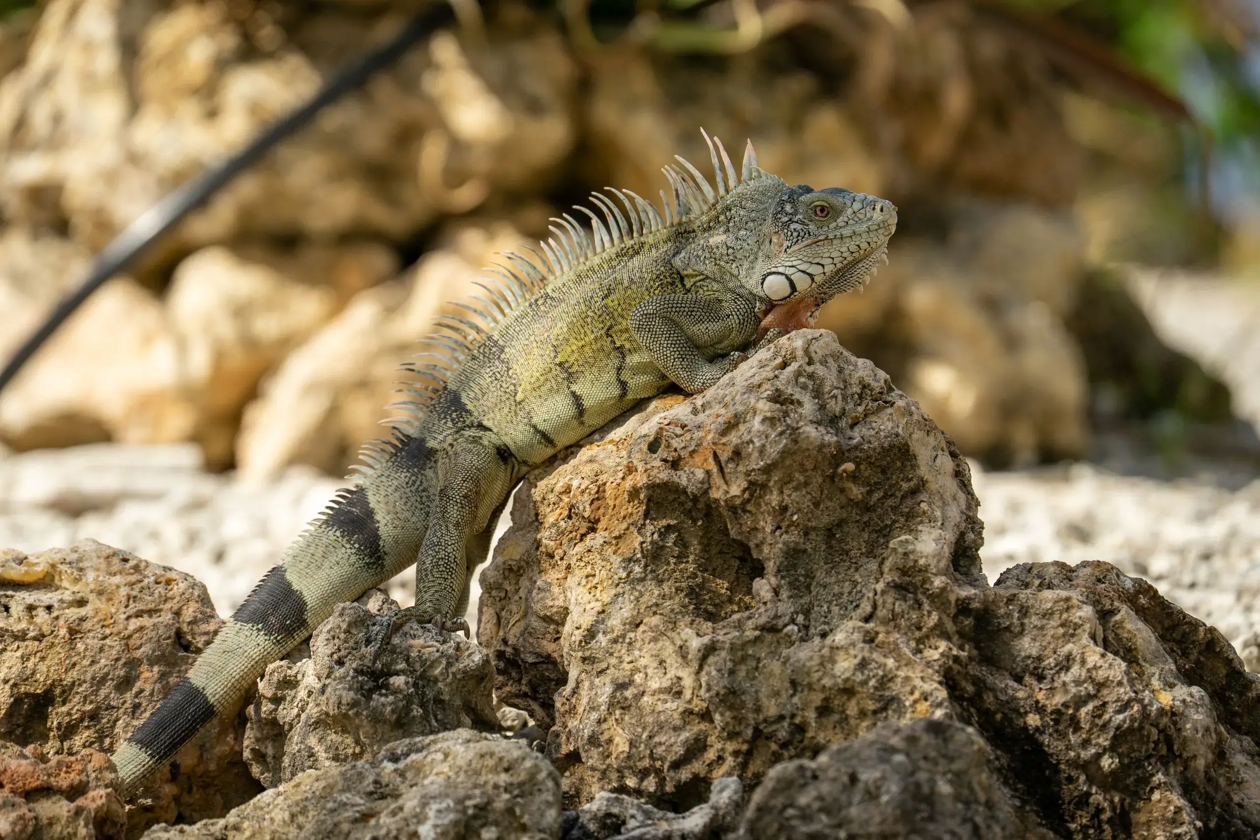 Meet the Rock Iguanas of Iguana Island