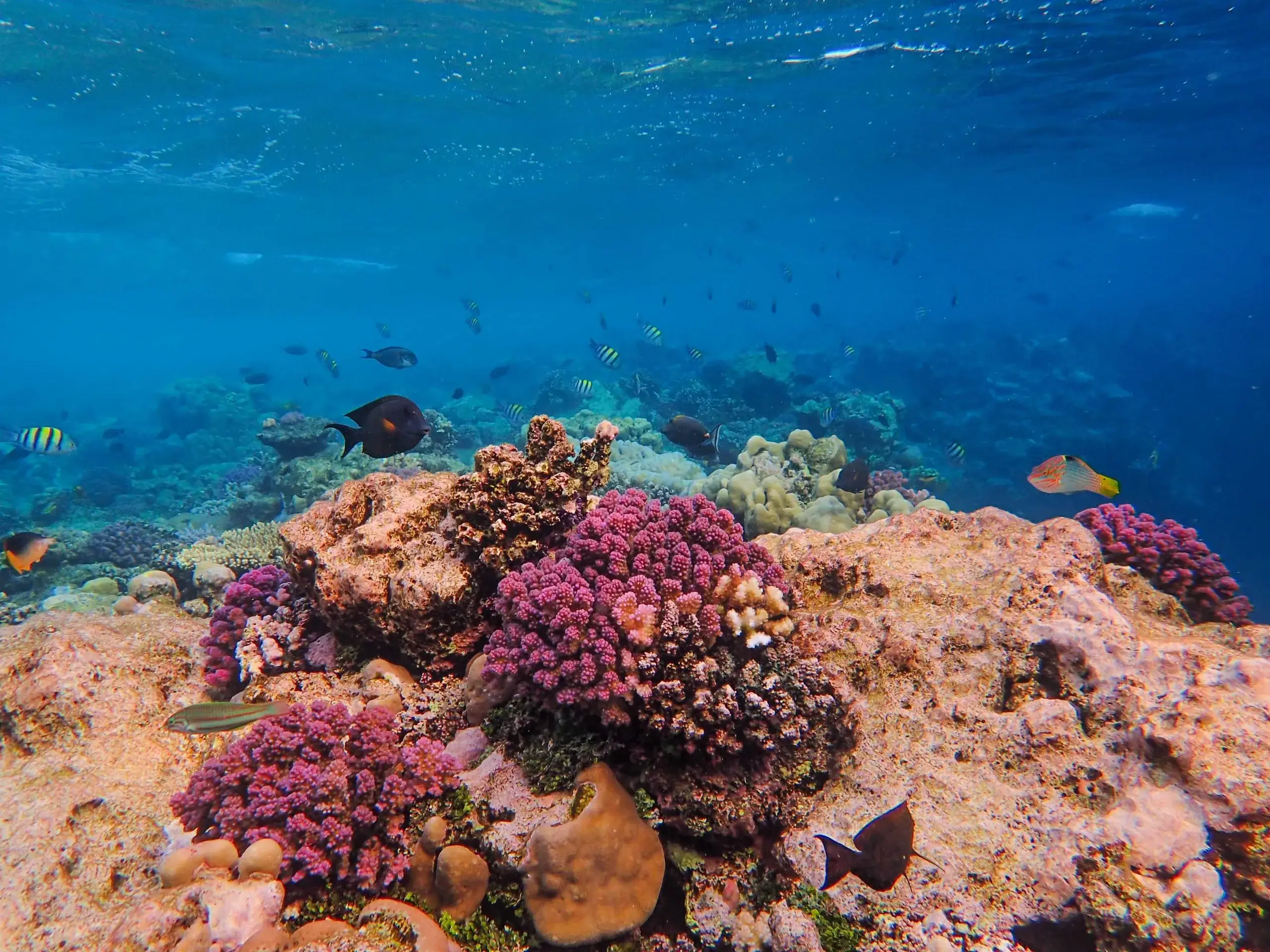 Bight Reef & Coral Gardens Snorkel