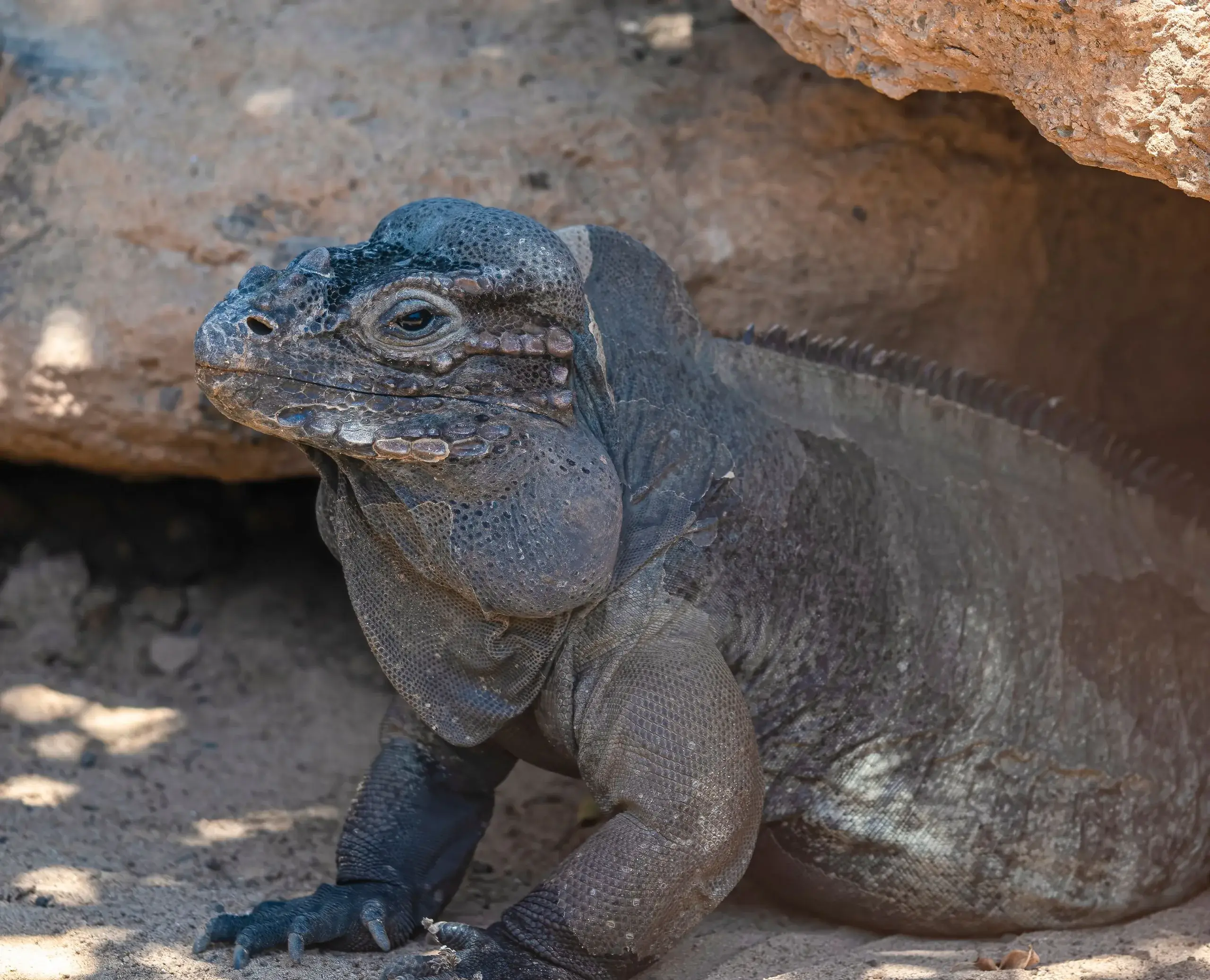 Iguana Island & Conch Cruise