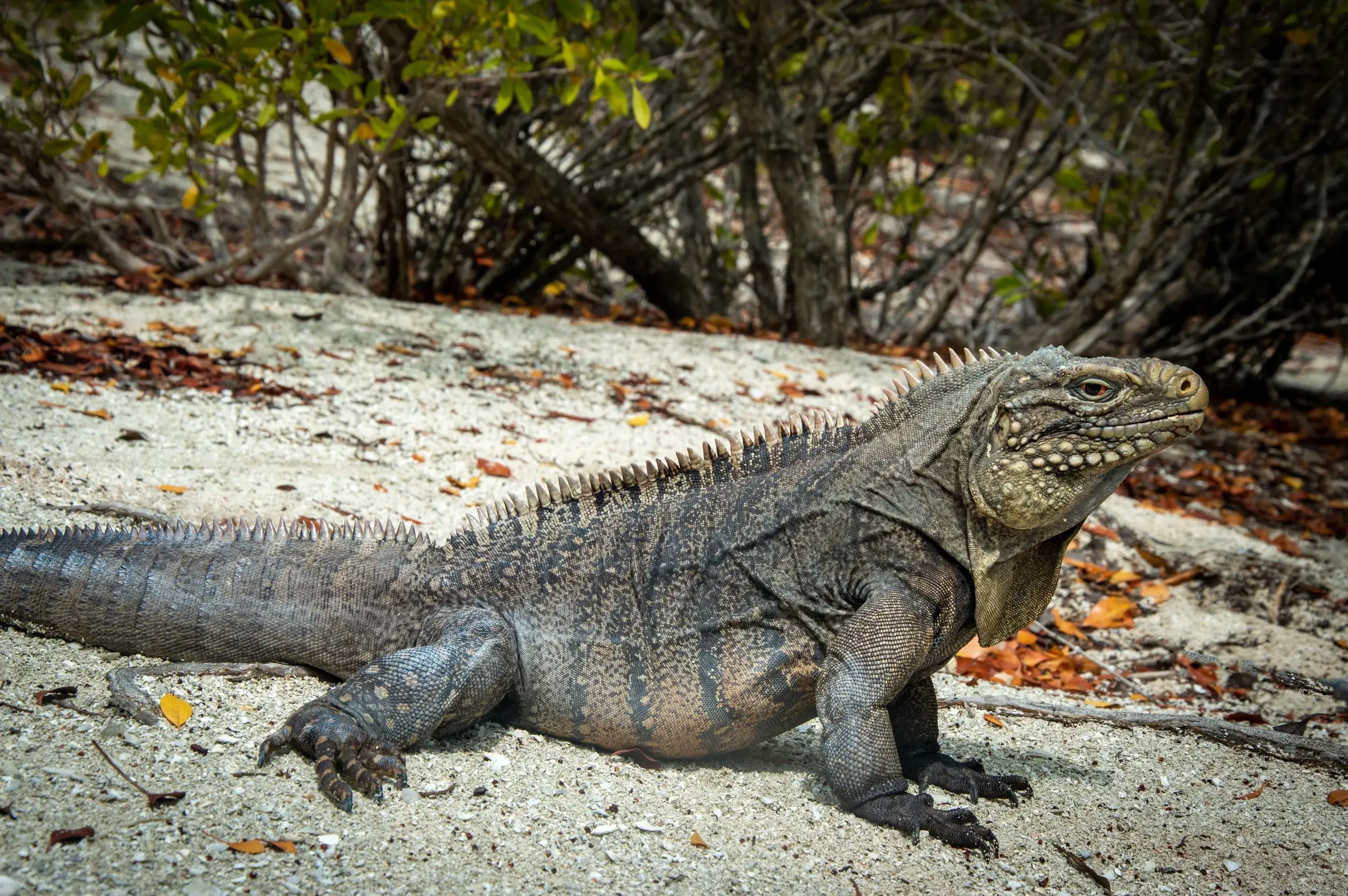 Iguana Island & Cays
