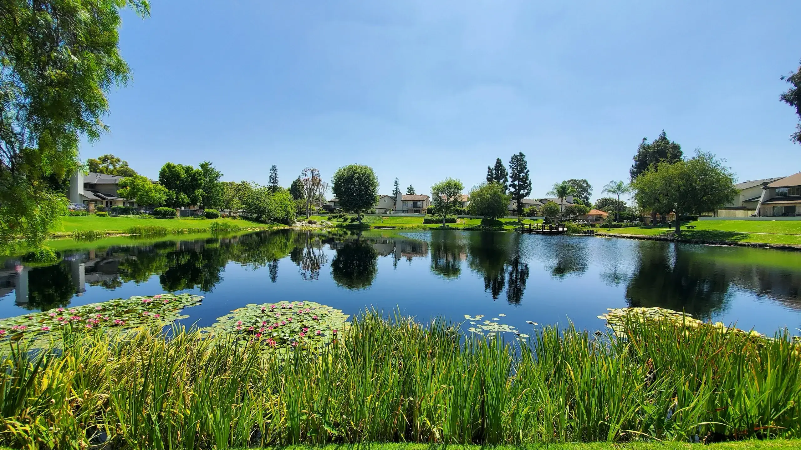 A calm lake with water lilies and reeds in an Anaheim neighbourhood park under a clear blue sky