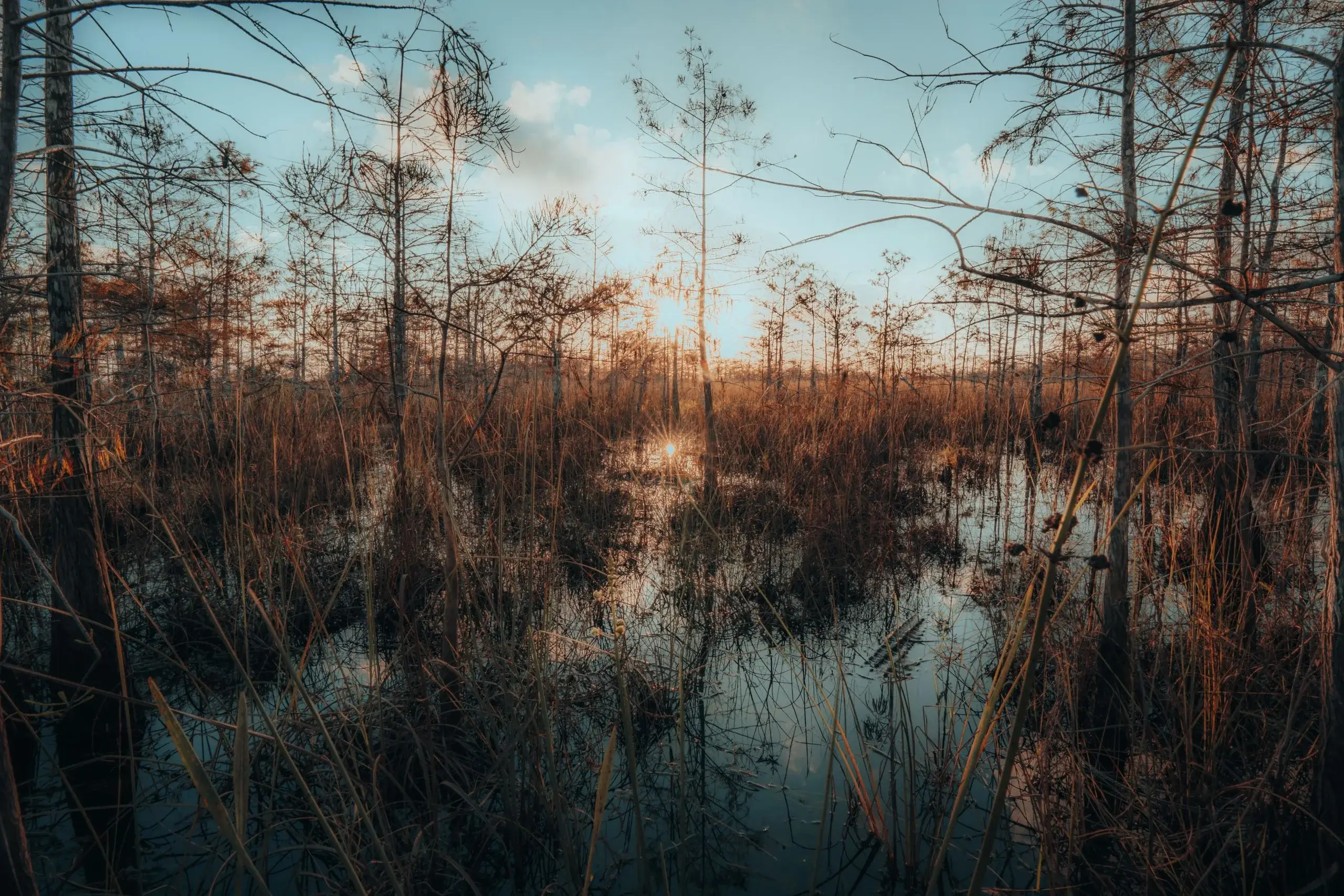 Everglades & Big Cypress Airboat