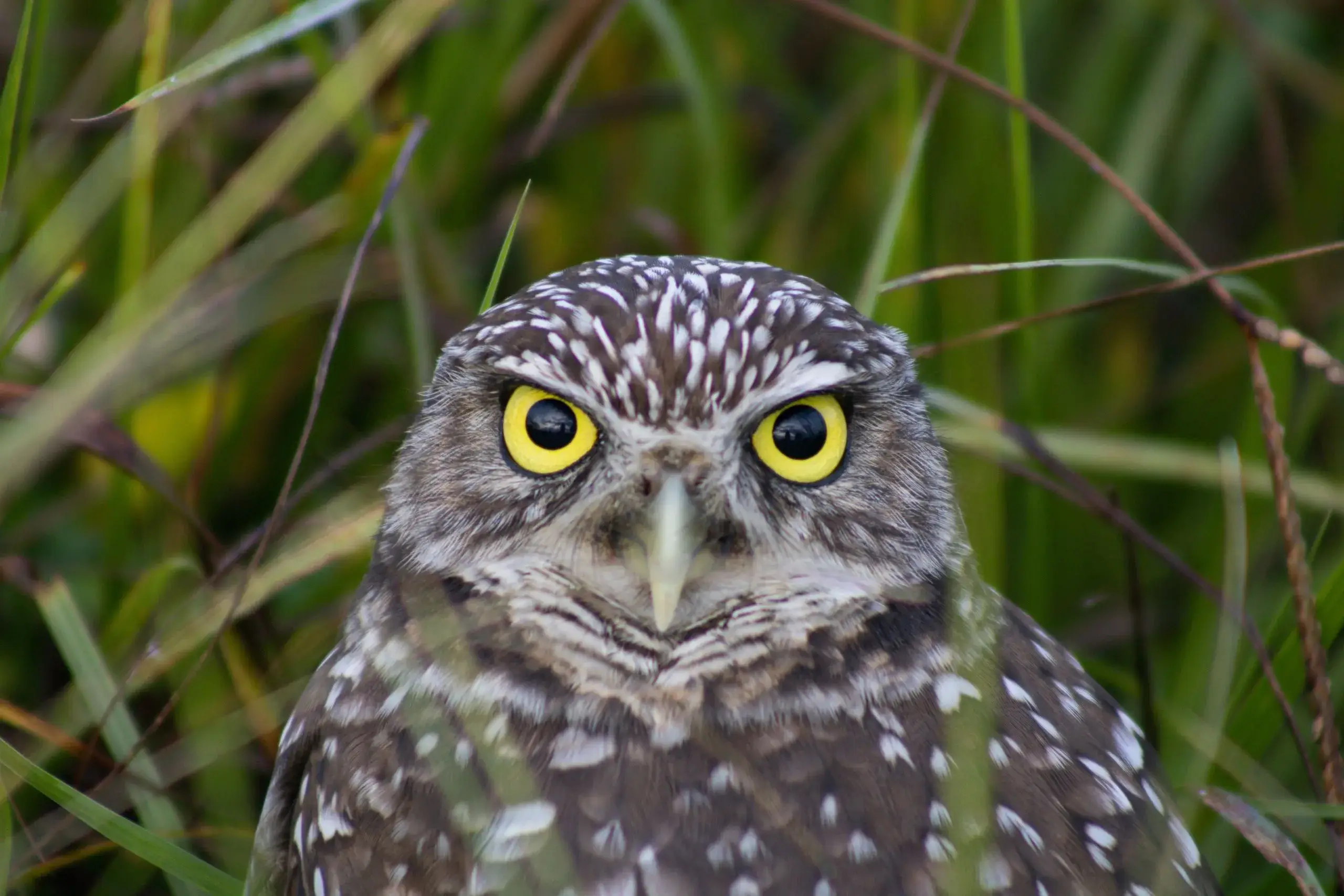 Four Mile Cove & Burrowing Owls