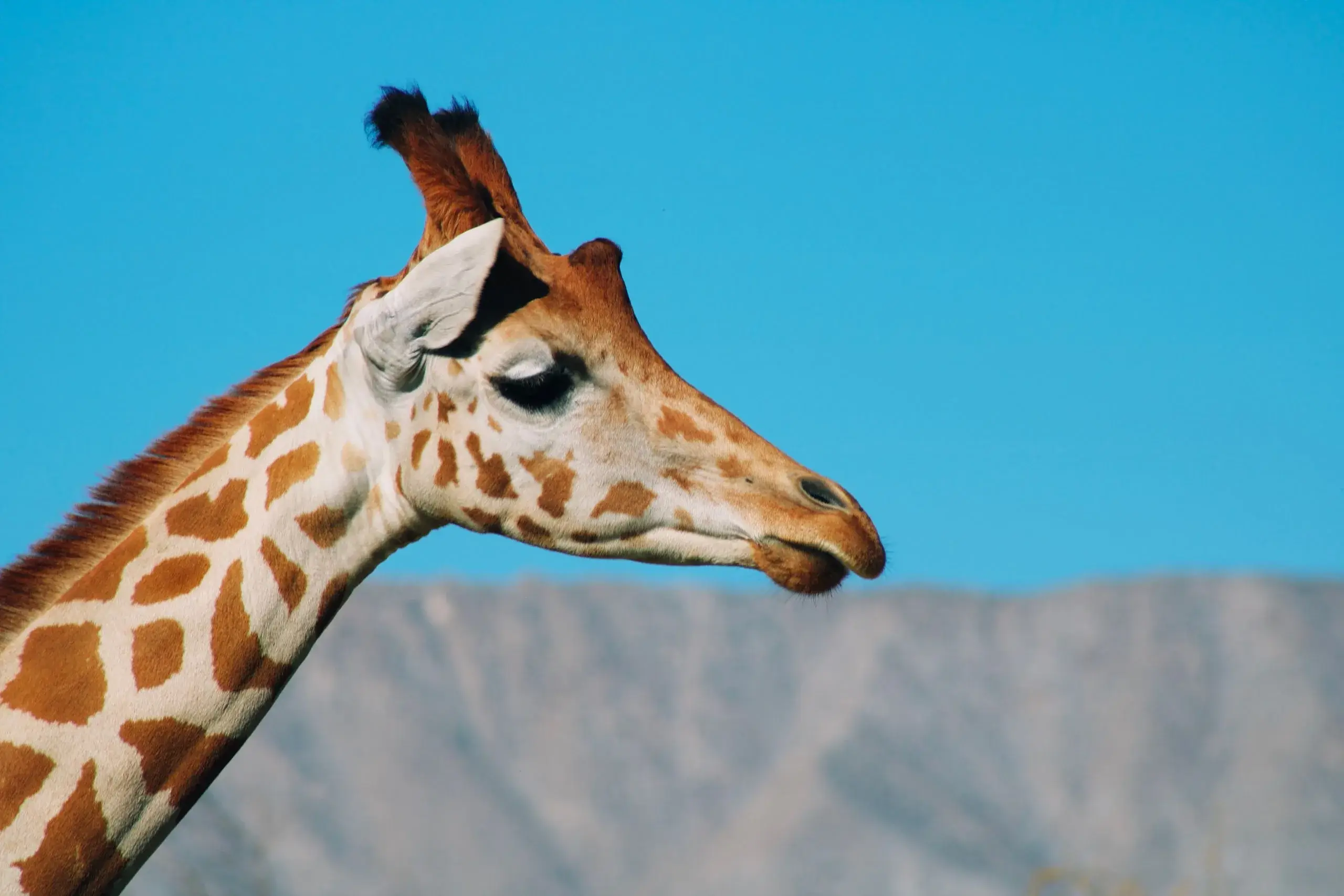 The Living Desert Zoo & Gardens