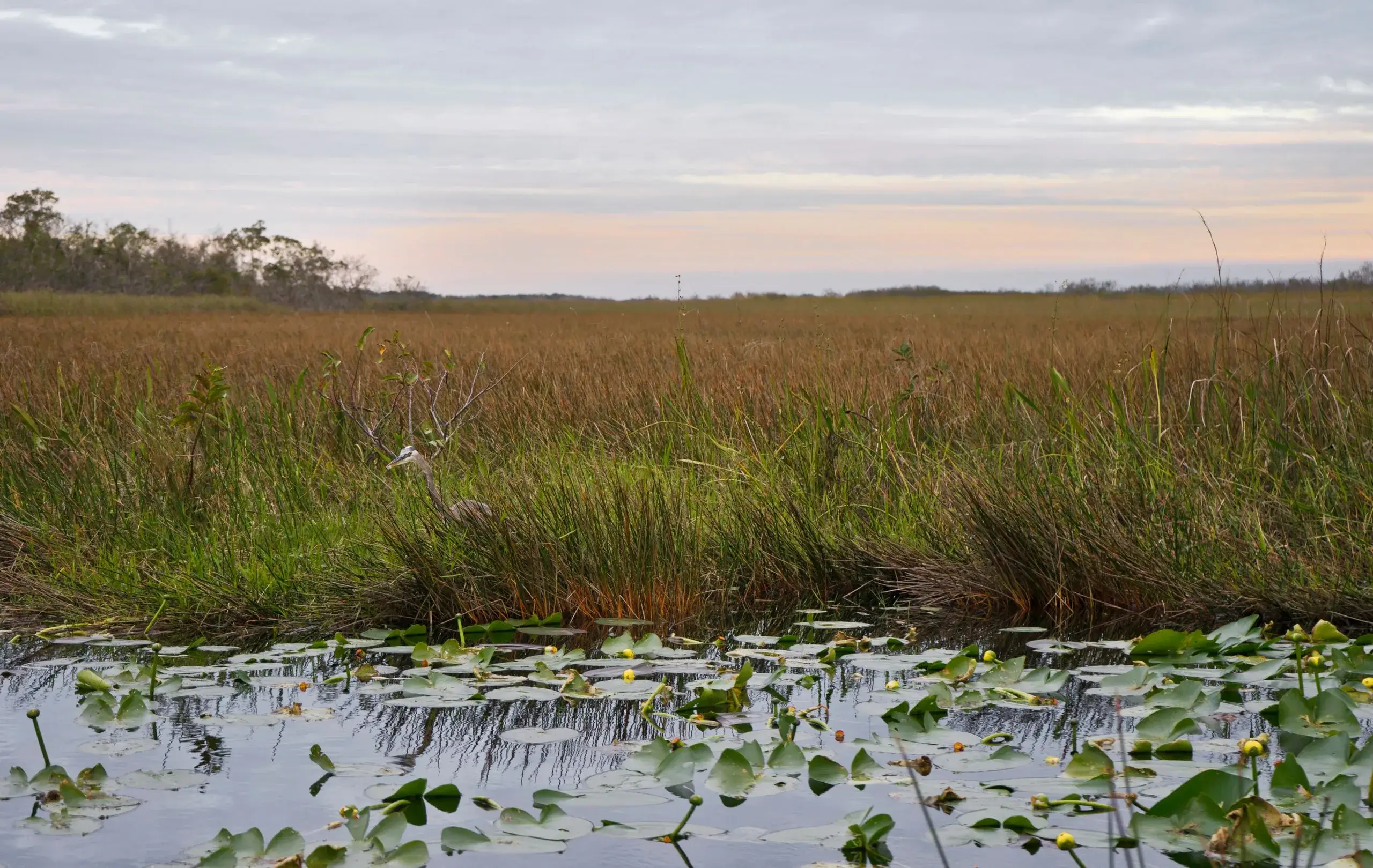 Everglades Airboat Adventure