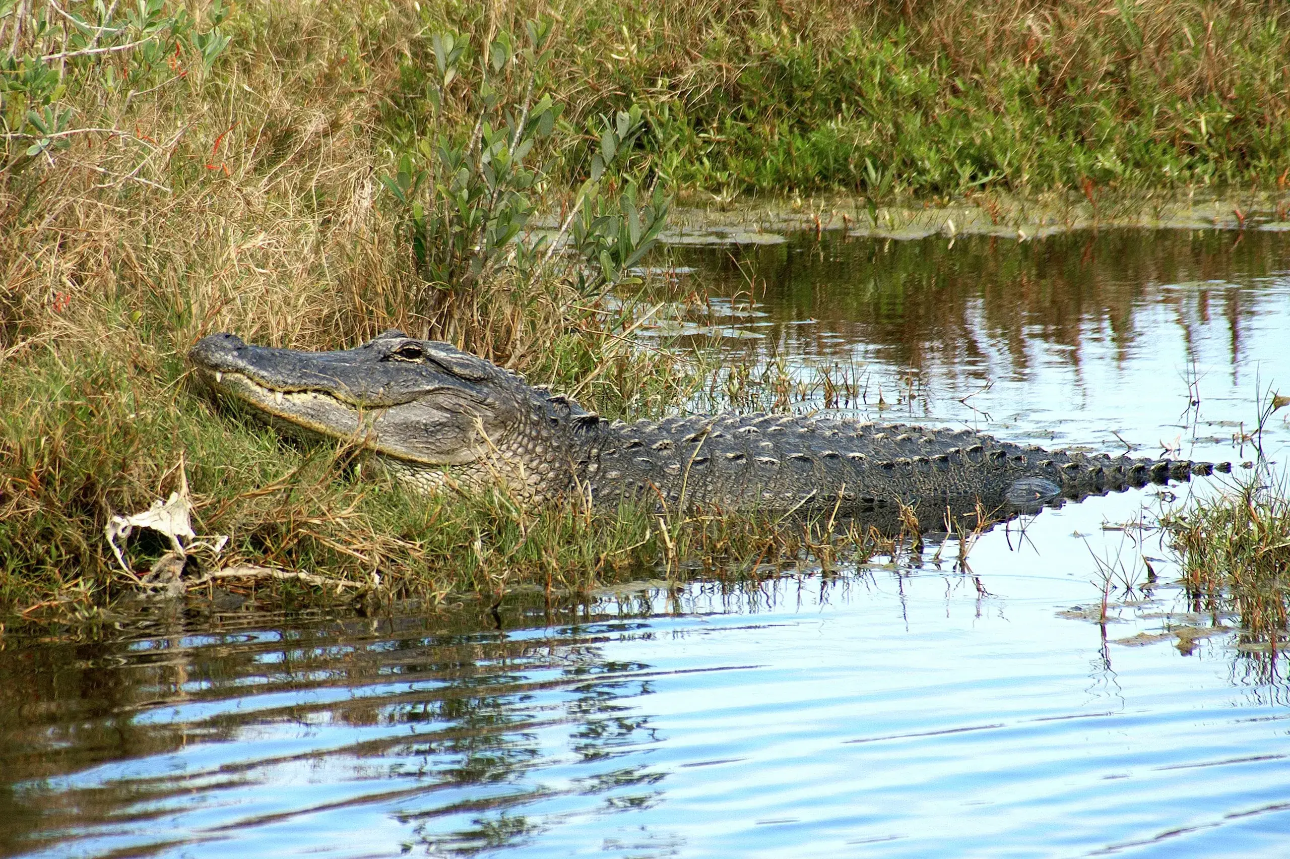 Everglades Airboat Adventure