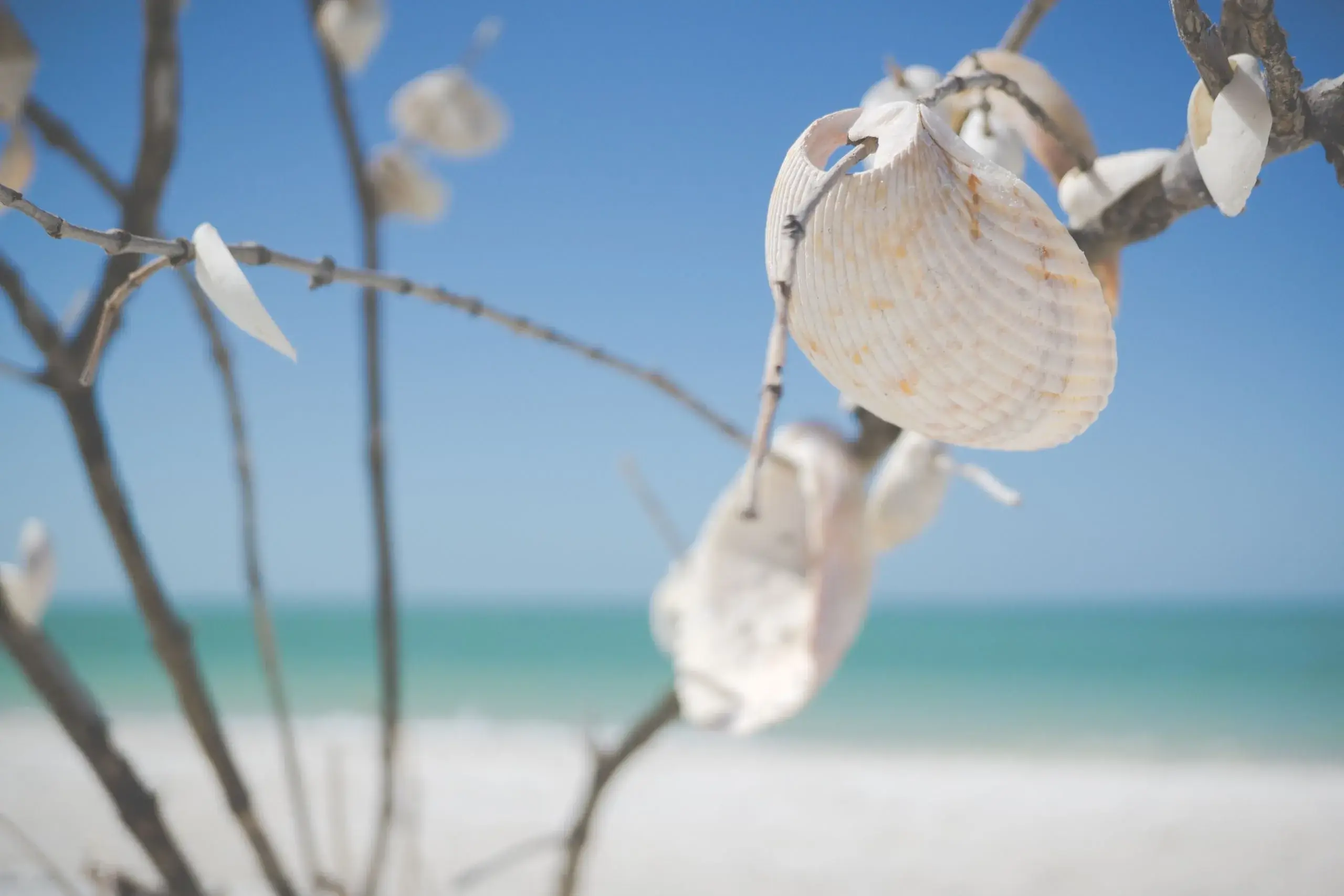 Sanibel & Captiva Islands Shelling Day