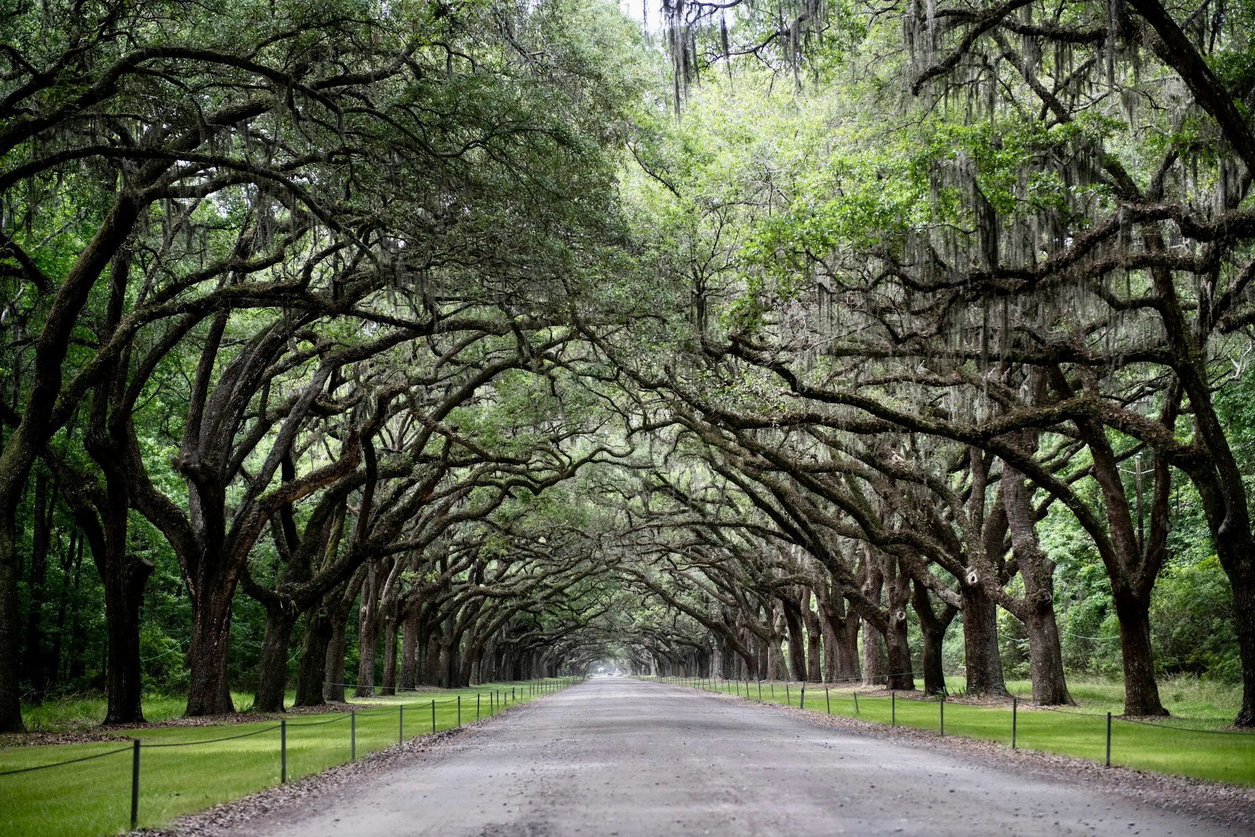 A live-oak avenue draped in Spanish moss over a quiet country road, United States