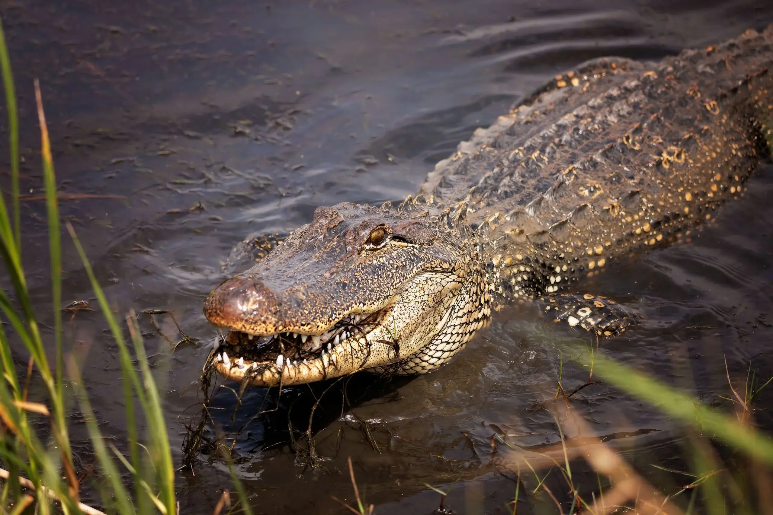Brazos Bend State Park & Alligators