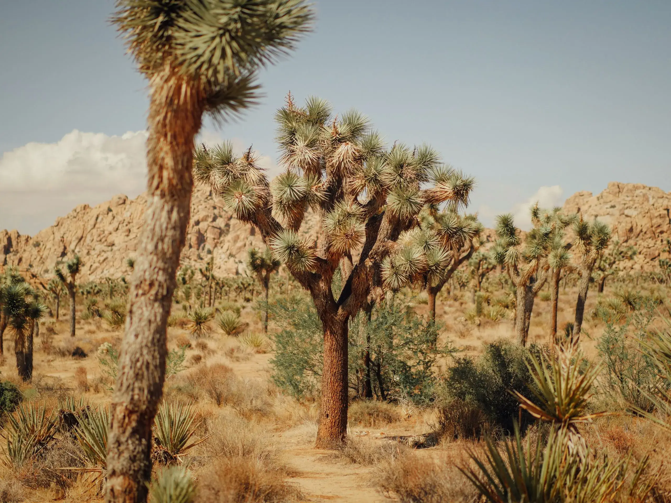 Joshua Tree National Park