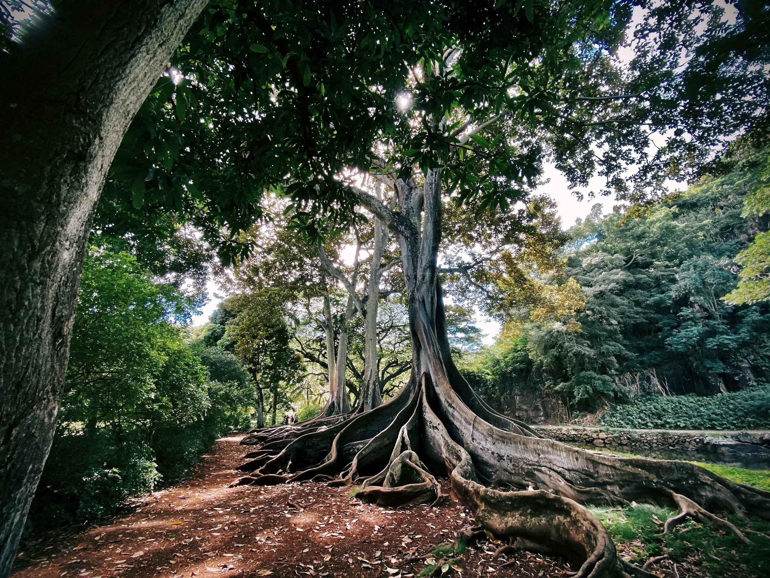 National Tropical Botanical Garden, Lawai