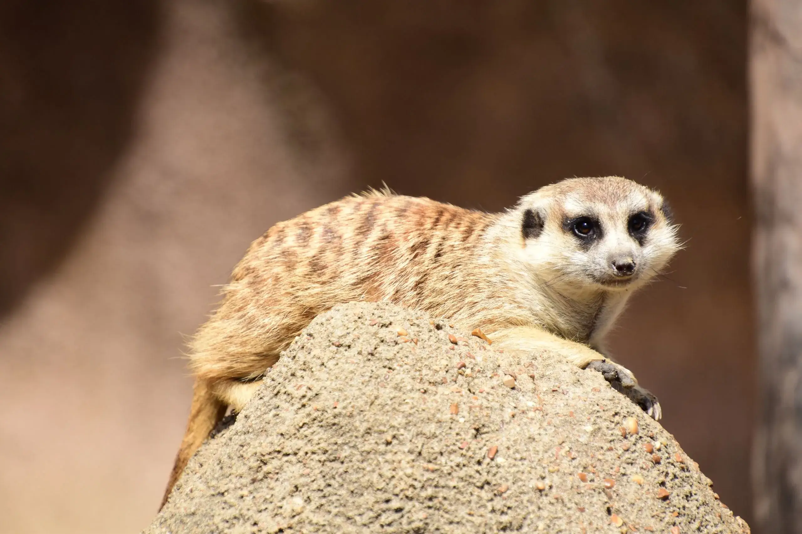 The Living Desert Zoo & Gardens