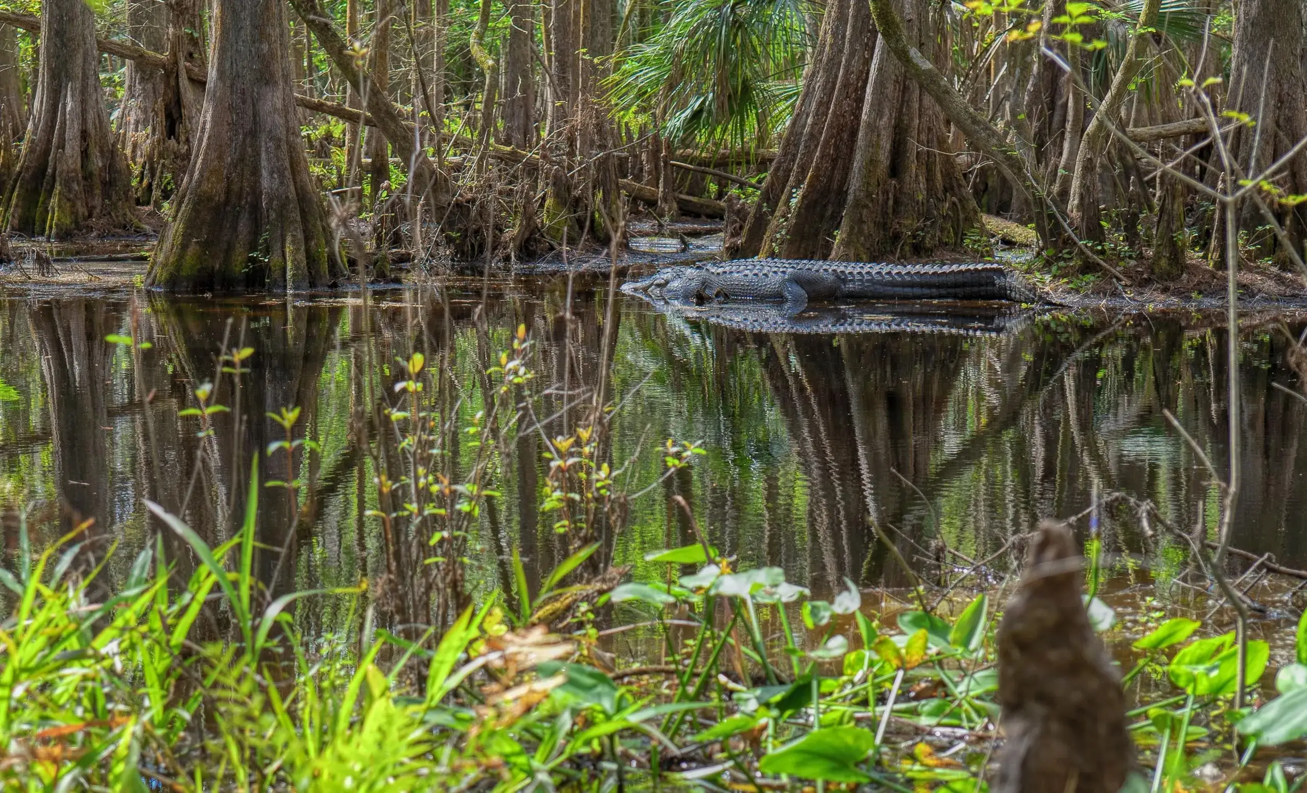 Everglades & Big Cypress Airboat