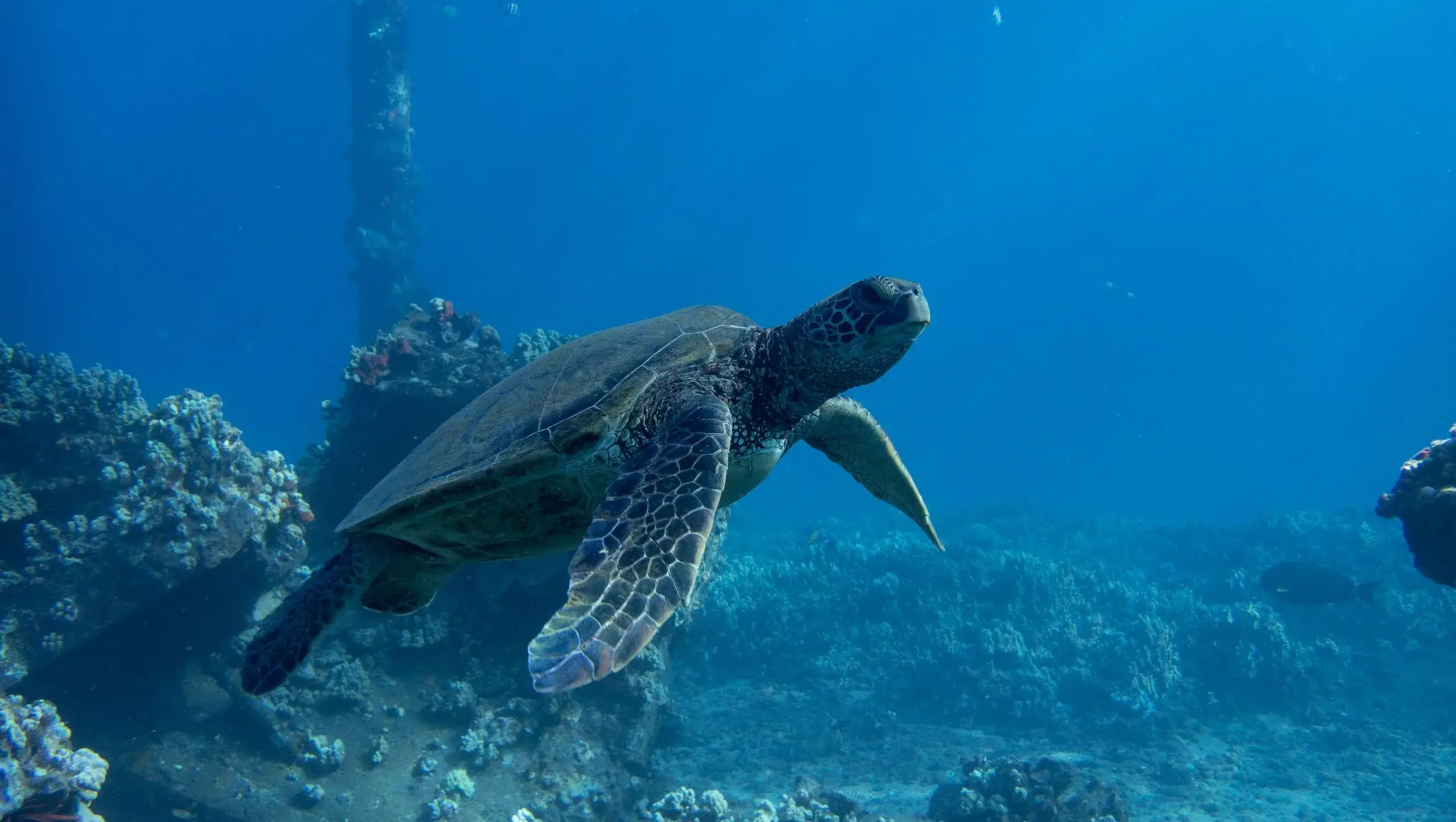 Croisière de plongée en apnée au cratère Molokini