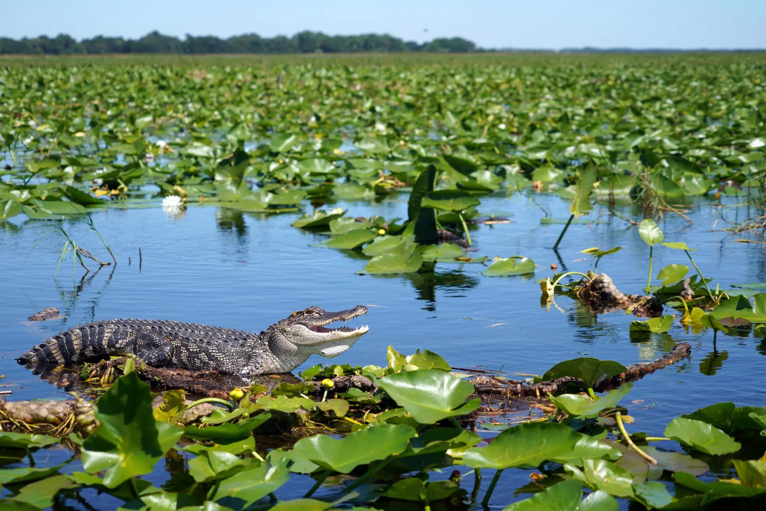 Everglades Airboat Adventure