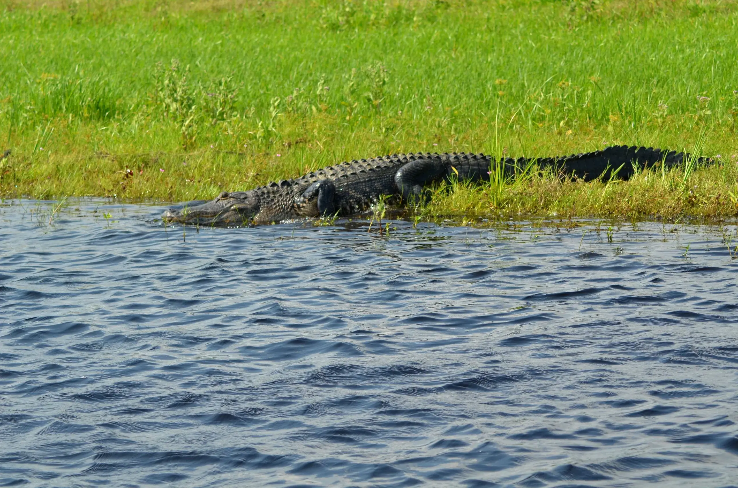 Everglades National Park Airboat Tour