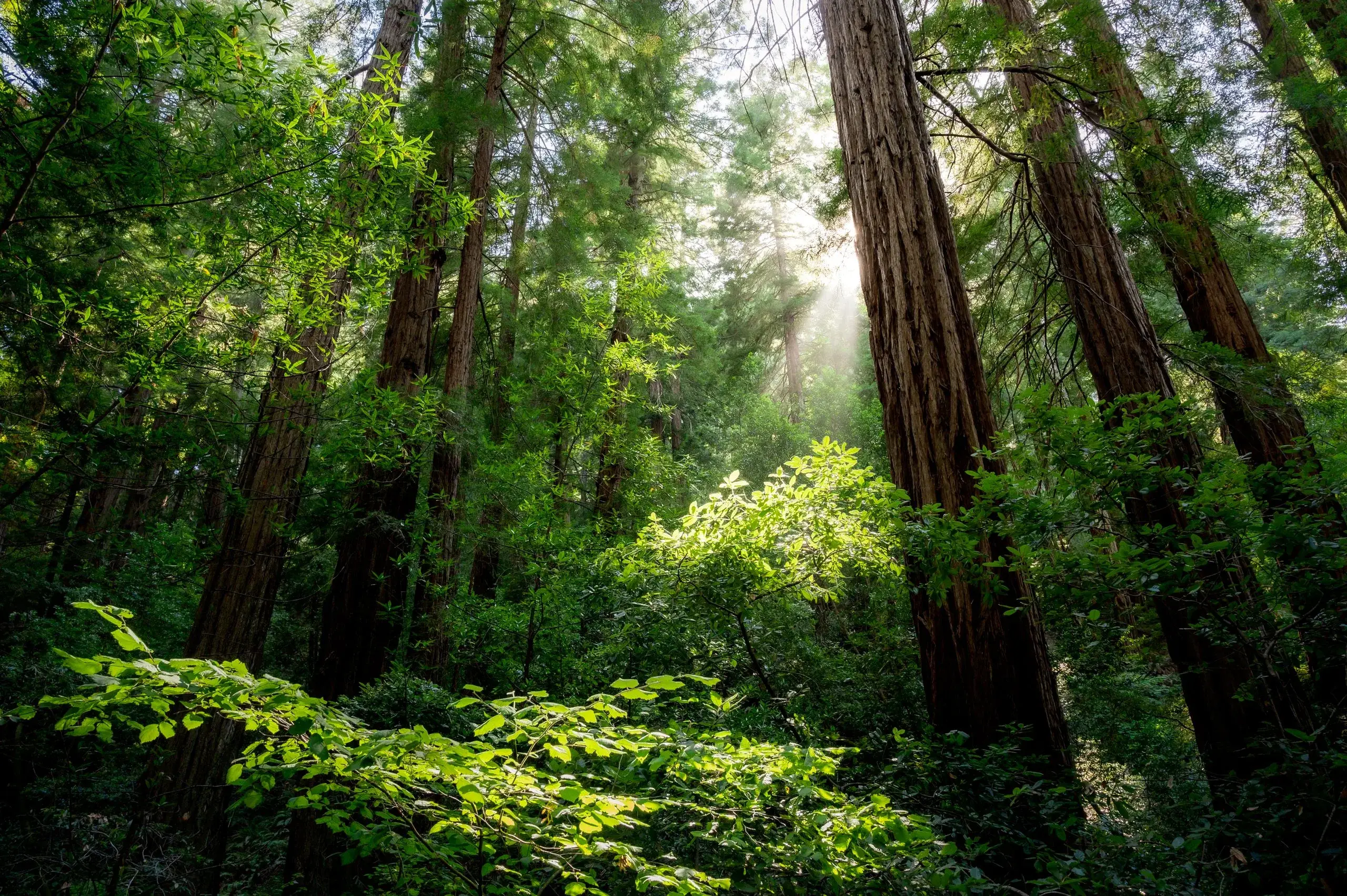 Muir Woods & Sausalito