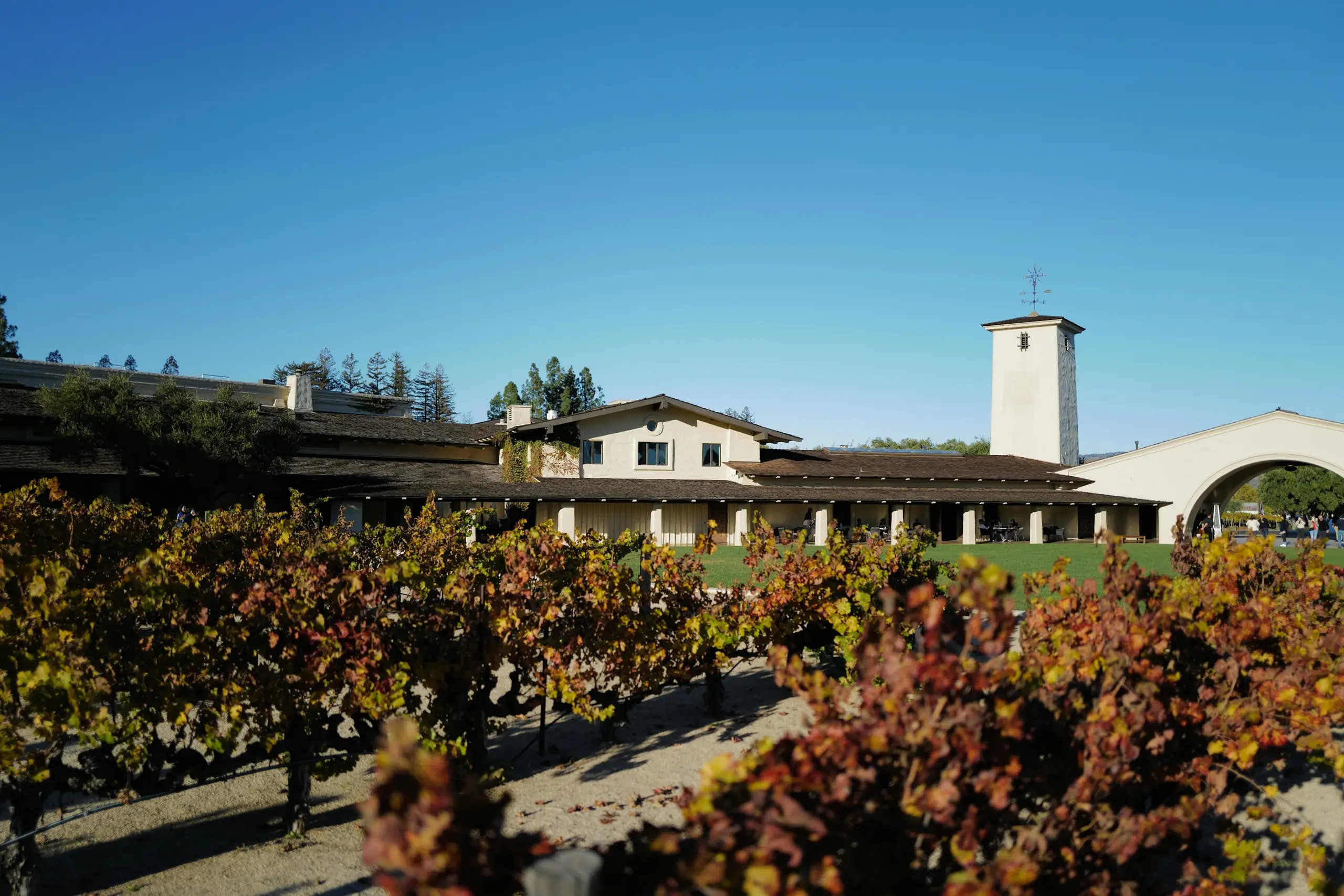 Vineyard rows before a mission-style winery and tower under a clear blue sky, Napa Valley, California