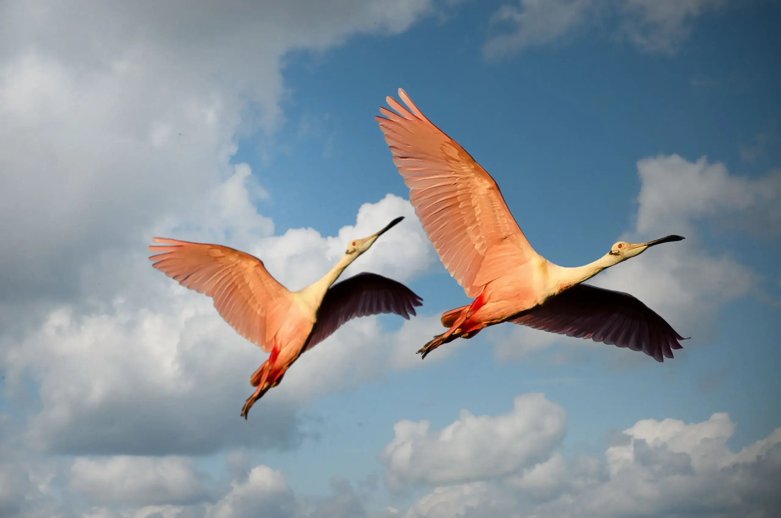 Everglades Airboat & Marco Island