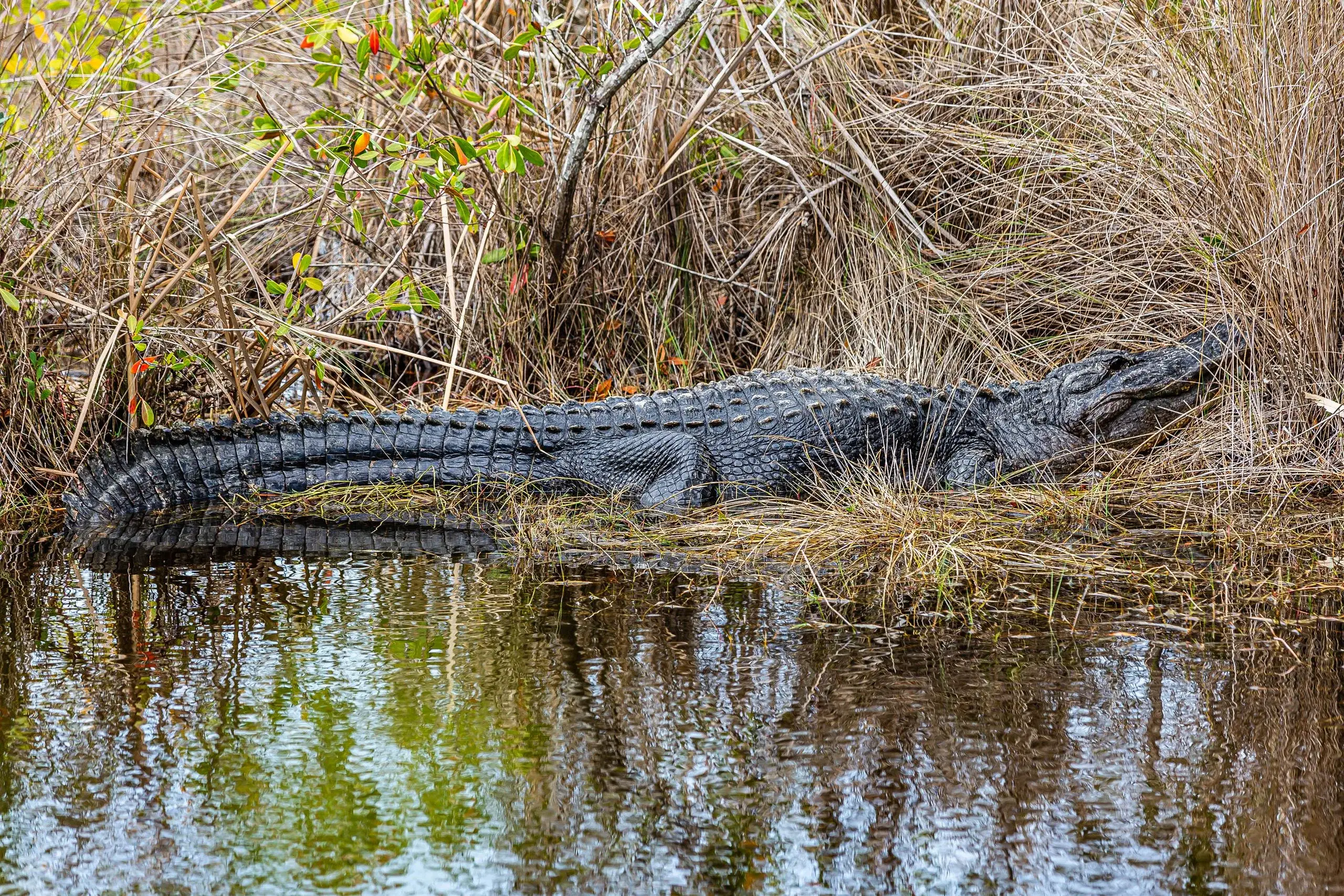 Everglades National Park Airboat, Everglades City