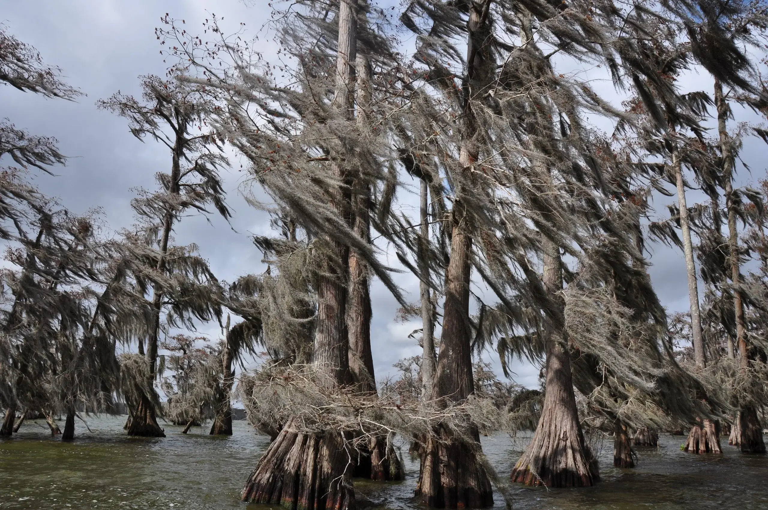 Bayou Swamp & Airboat Adventure