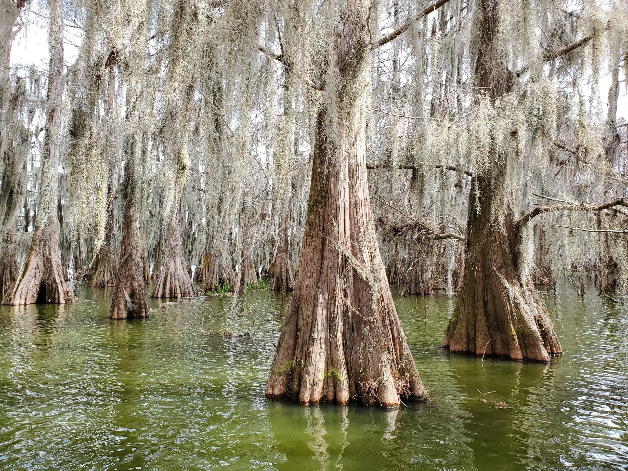 Barataria Swamp & Airboat Tour