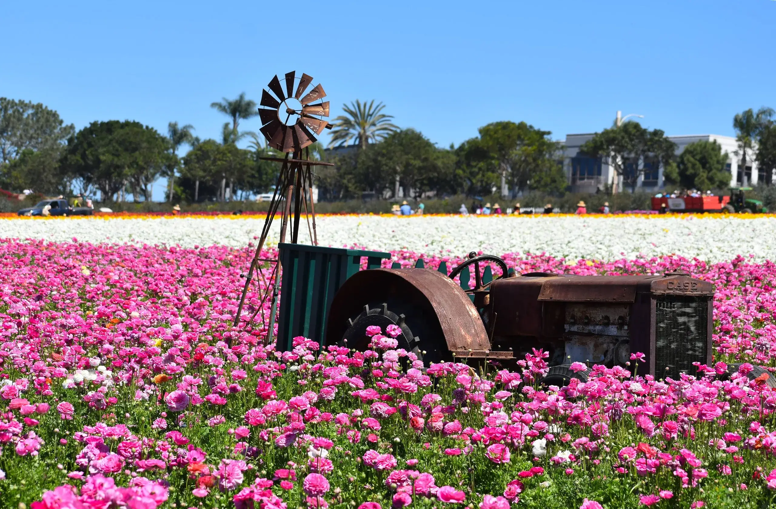 Carlsbad: LEGOLAND & Flower Fields